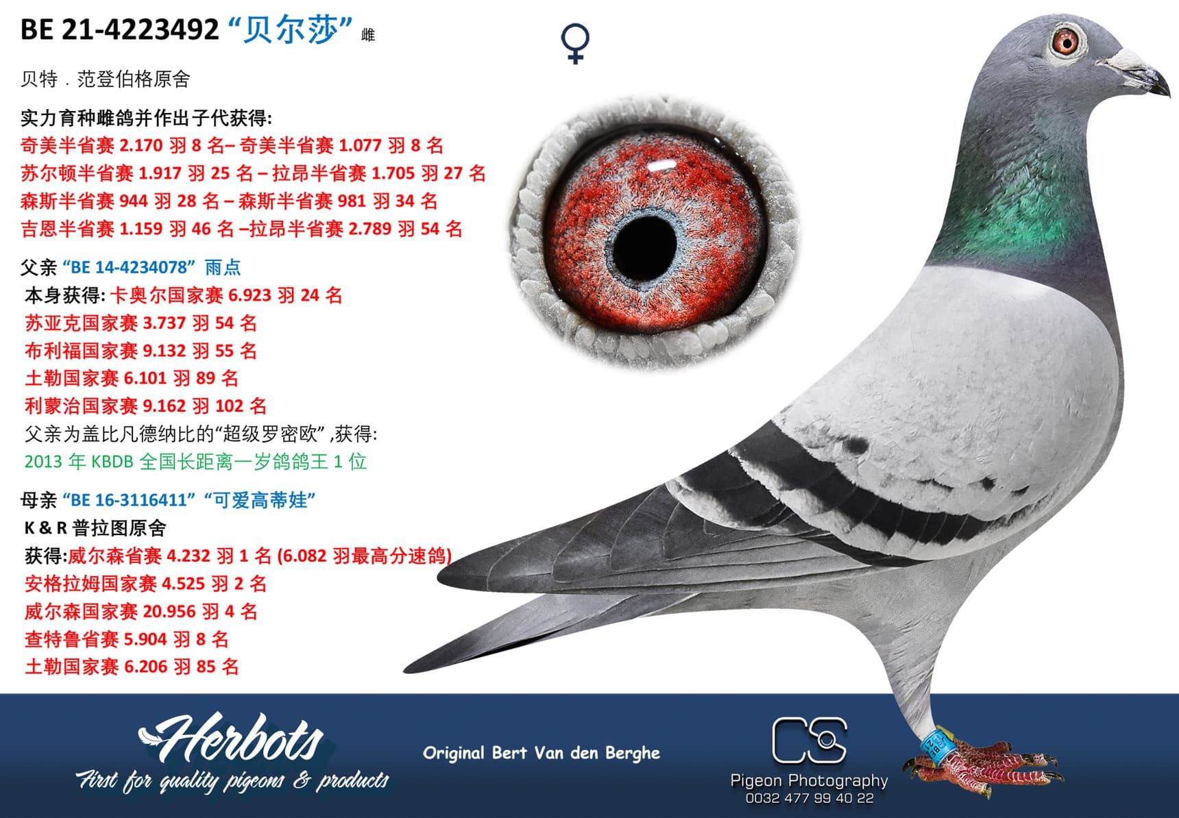 pigeon: undefined