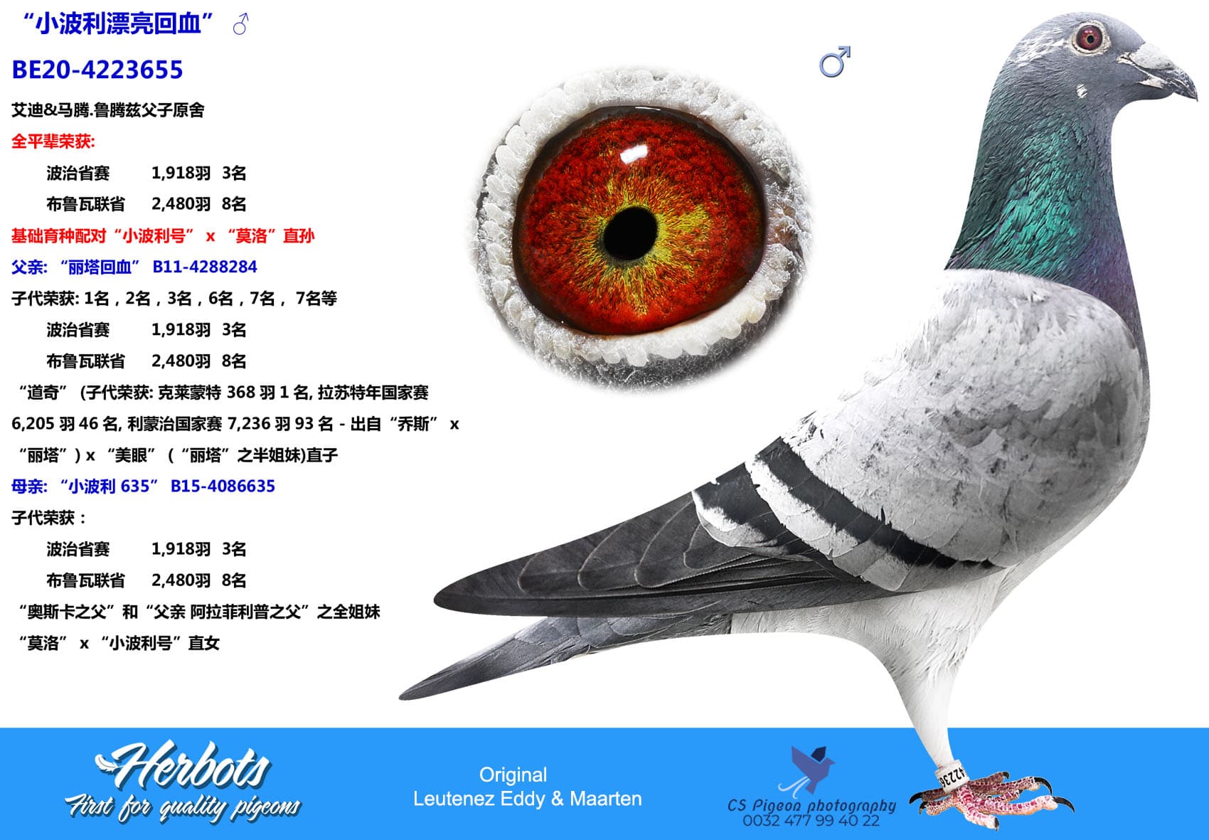 pigeon: undefined