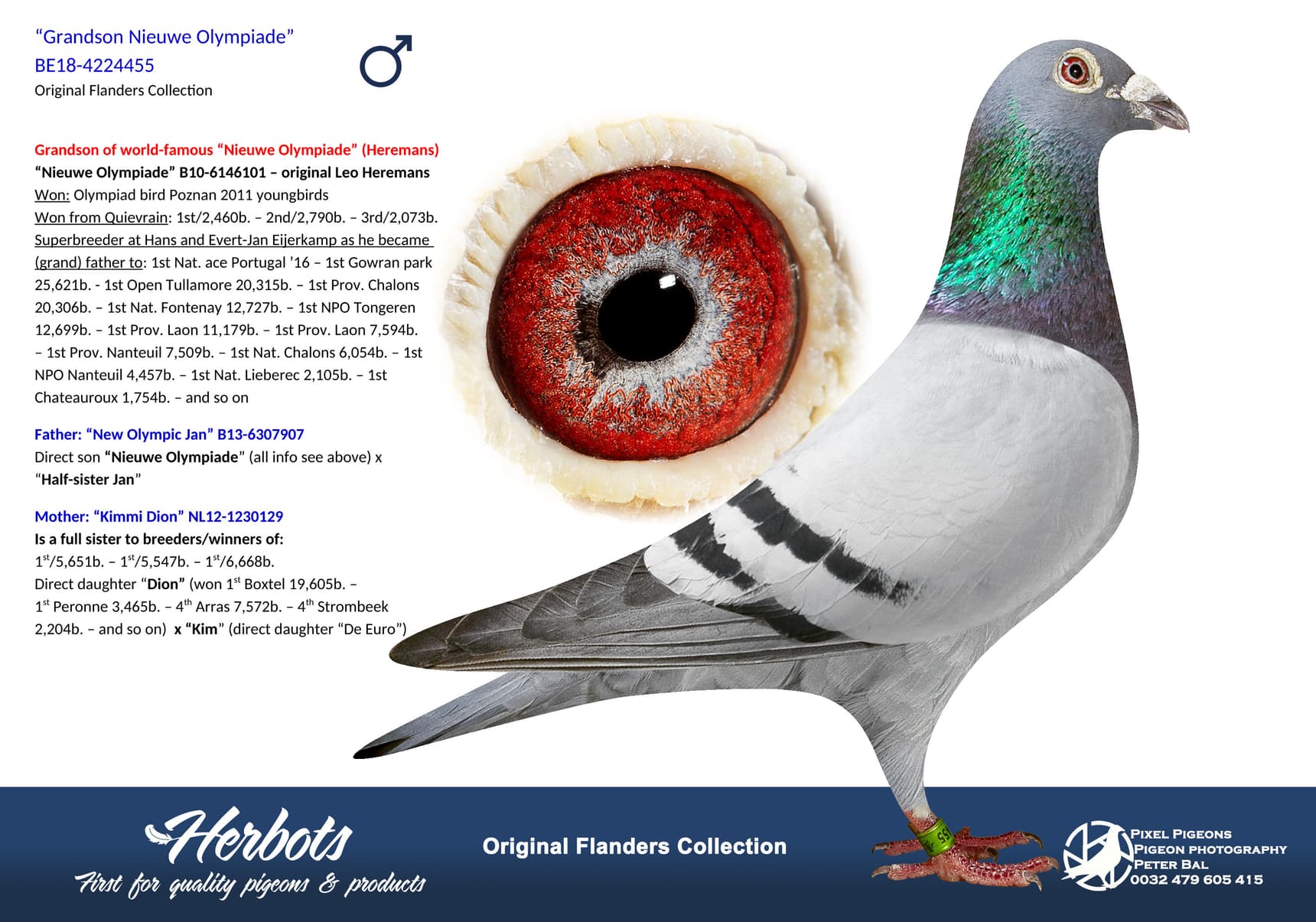 pigeon: undefined