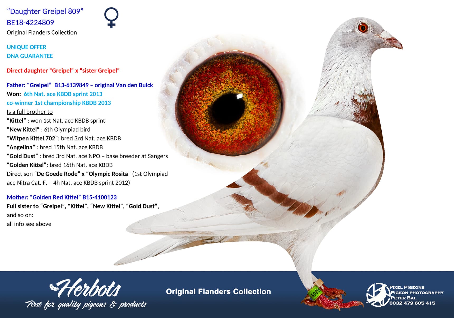 pigeon: undefined