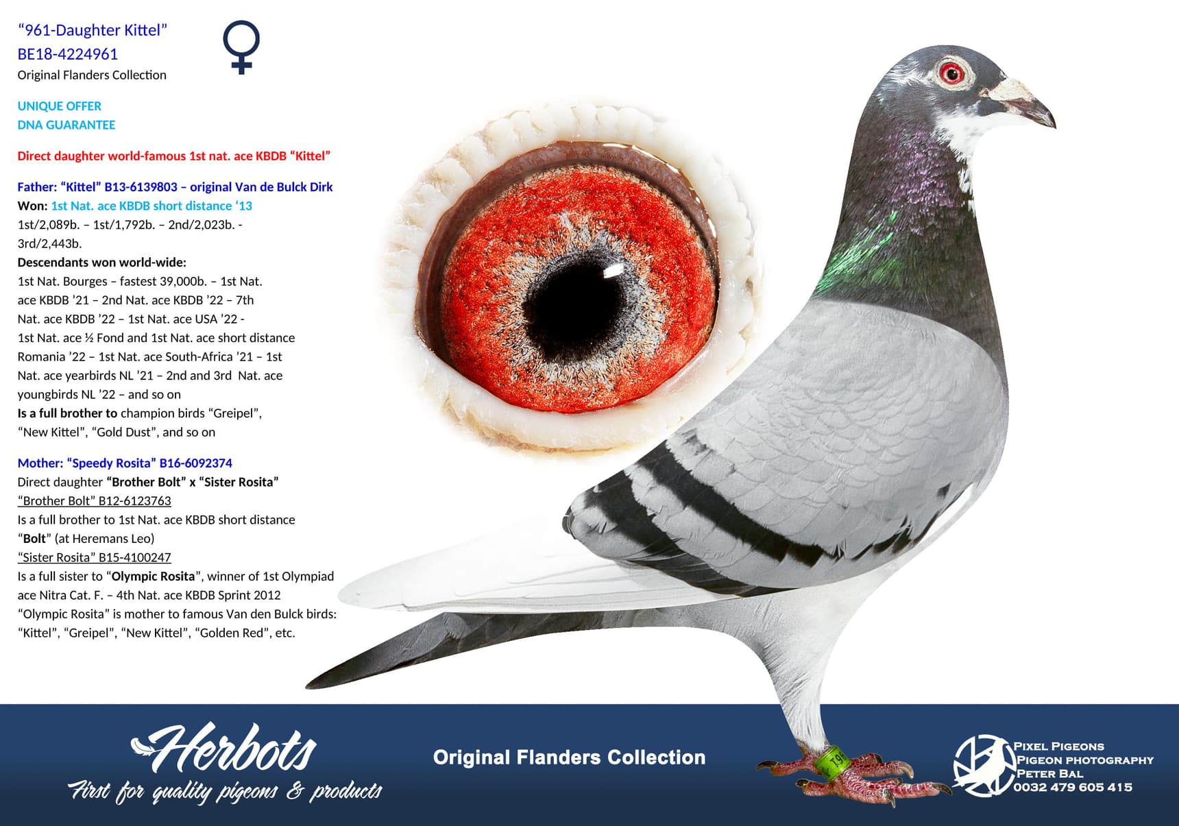 pigeon: undefined