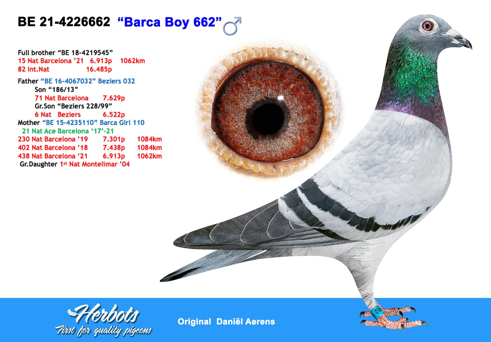 pigeon: undefined