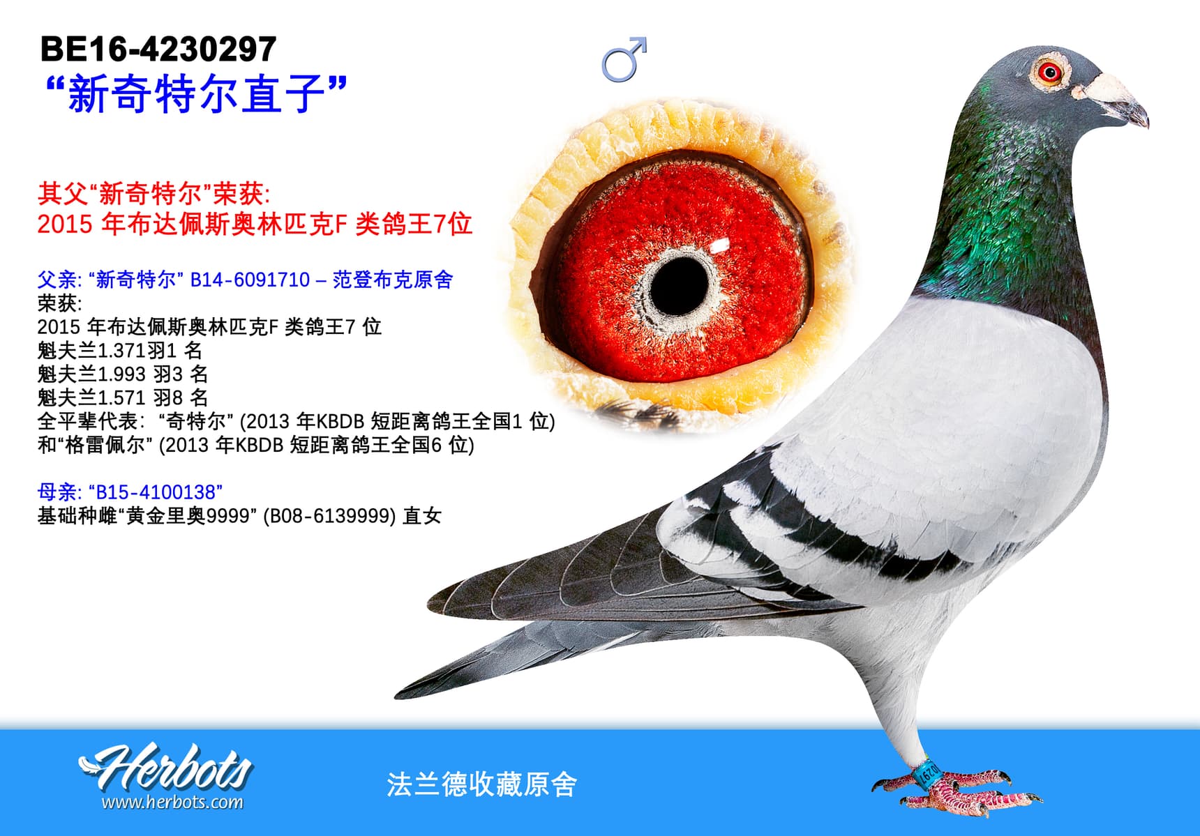 pigeon: undefined