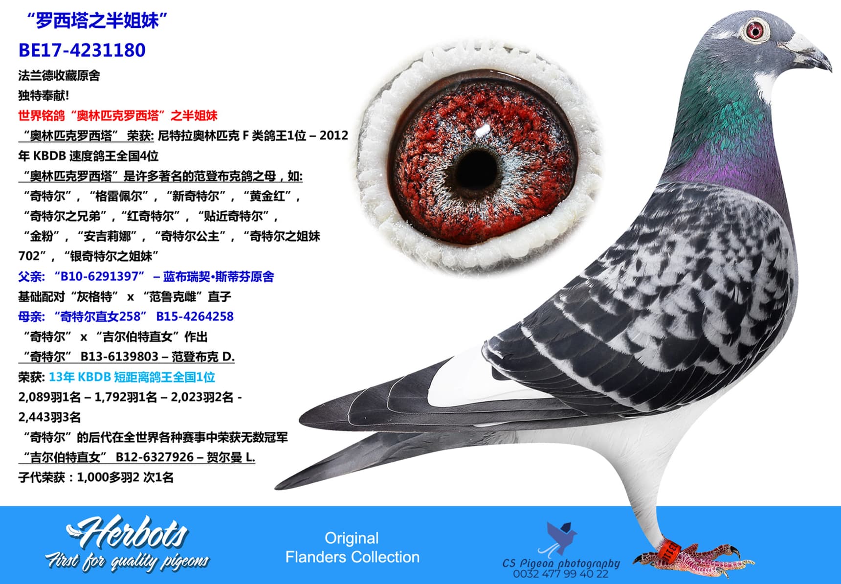 pigeon: undefined
