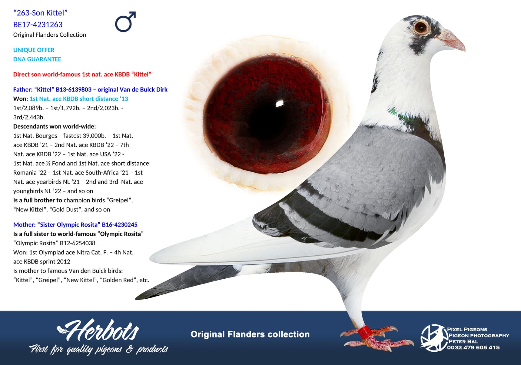 pigeon: undefined