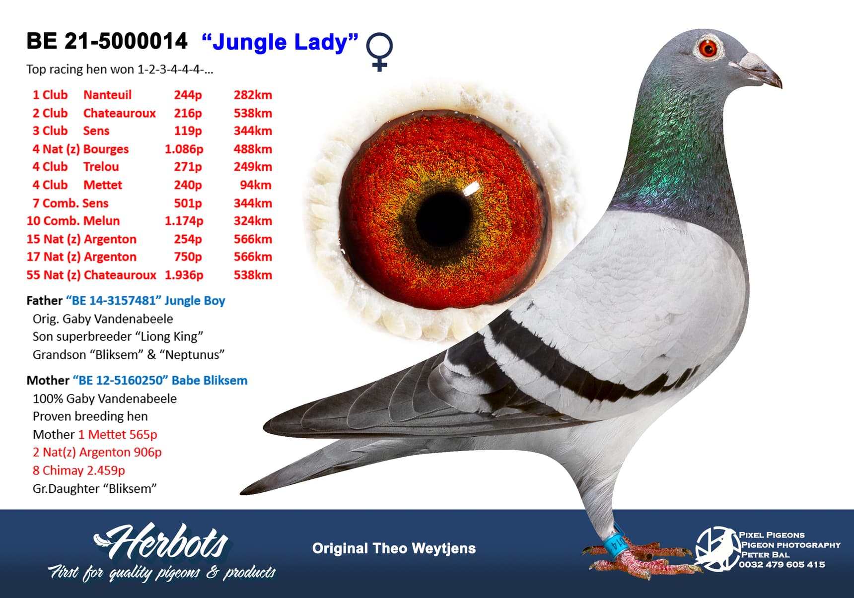 pigeon: undefined