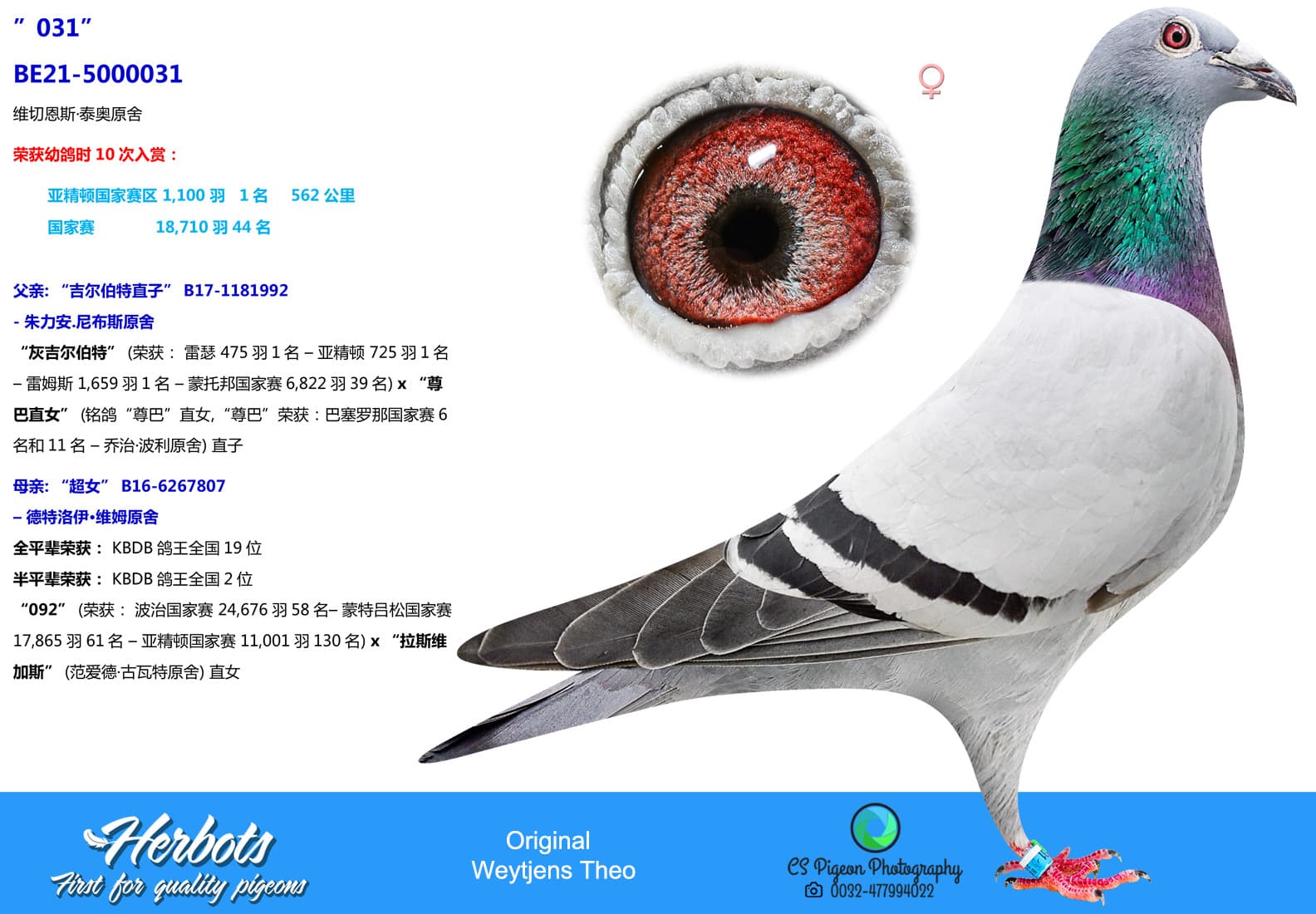 pigeon: undefined