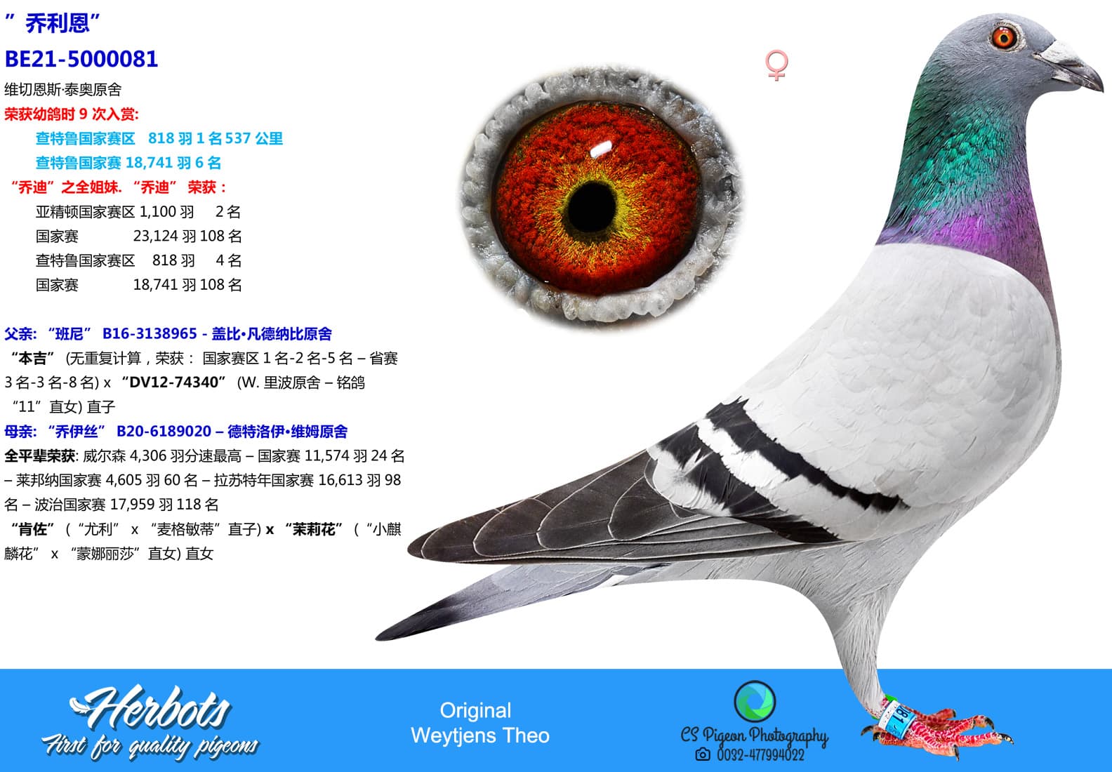 pigeon: undefined
