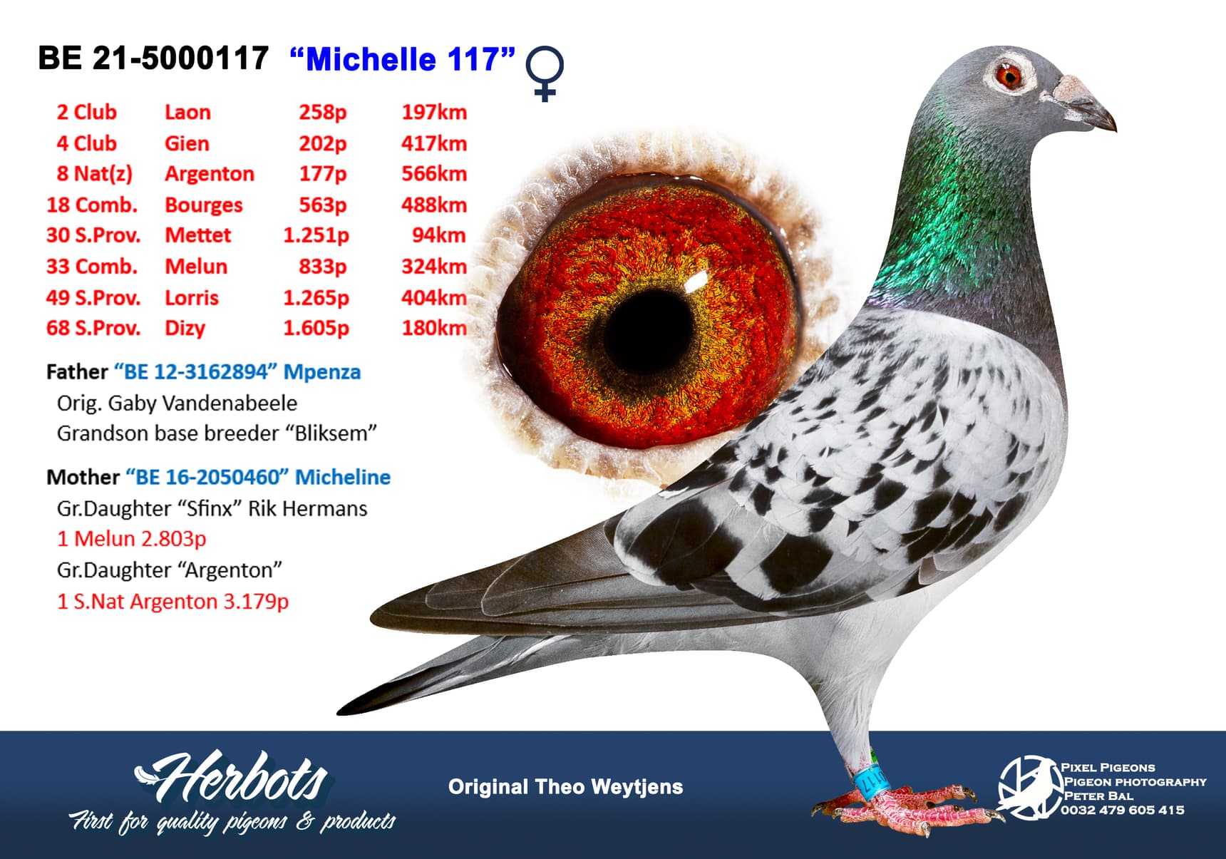 pigeon: undefined