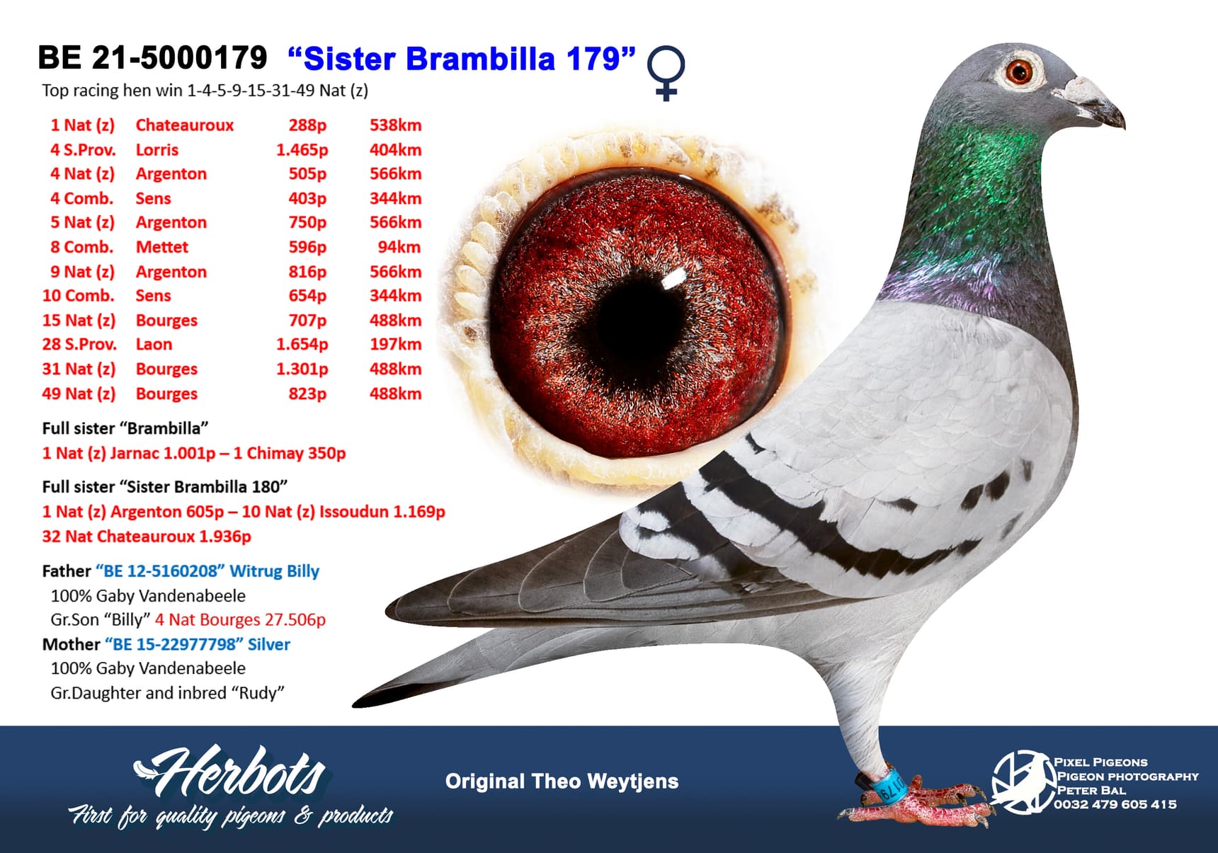 pigeon: undefined