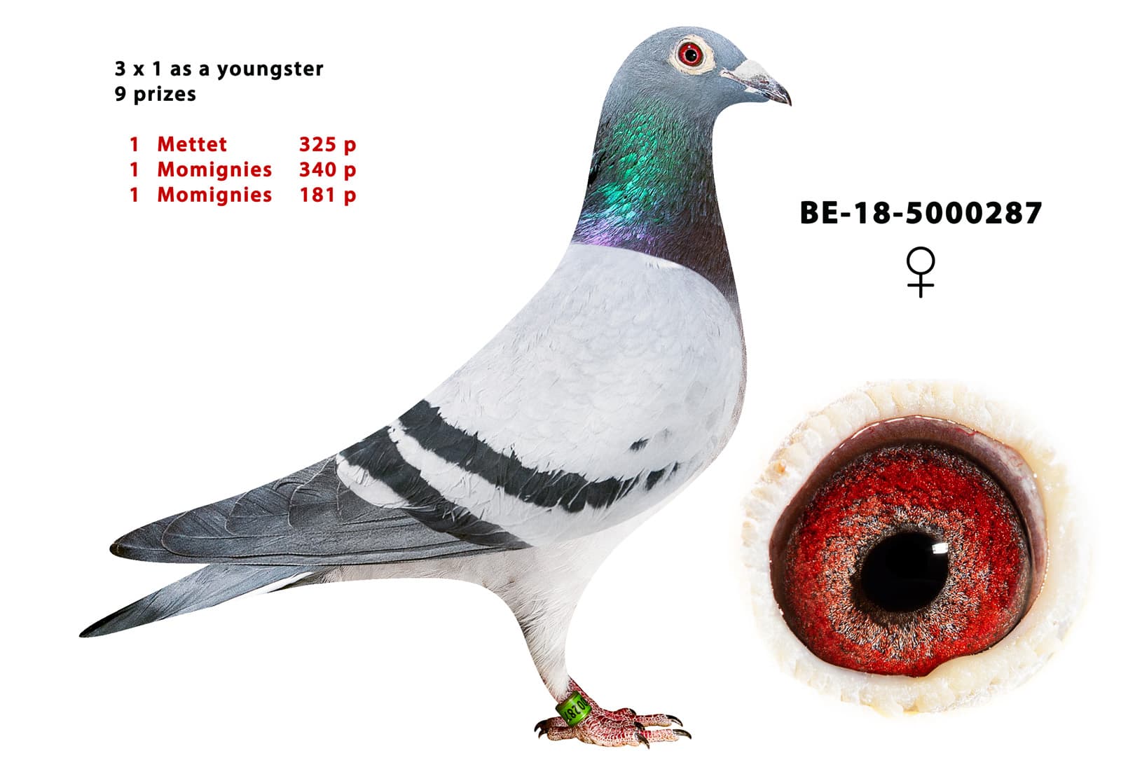 pigeon: undefined