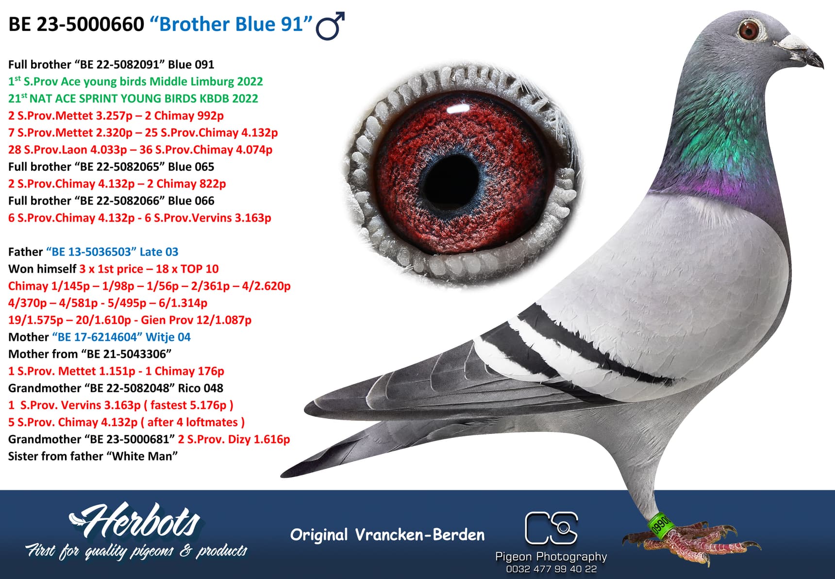 pigeon: undefined