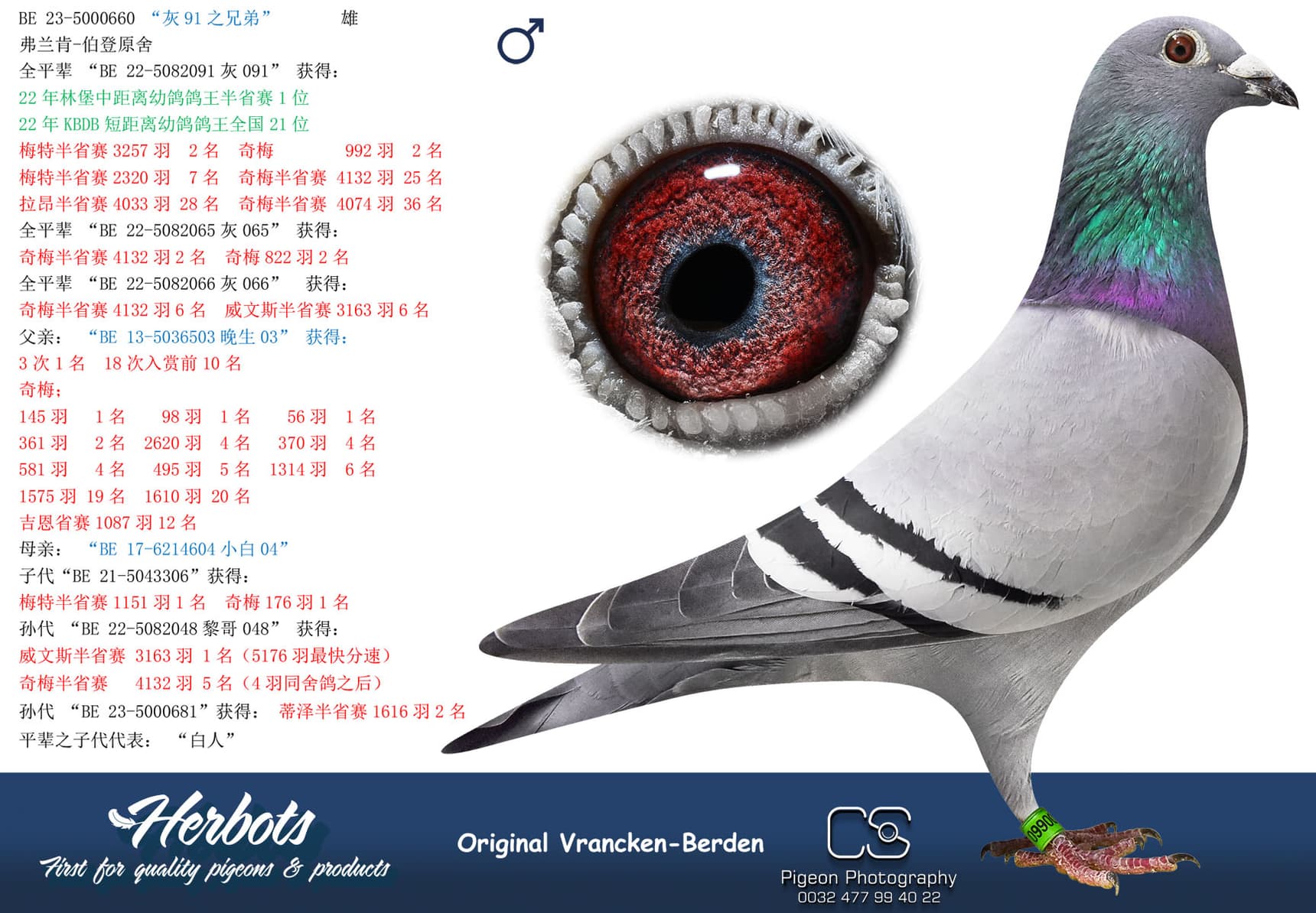 pigeon: undefined