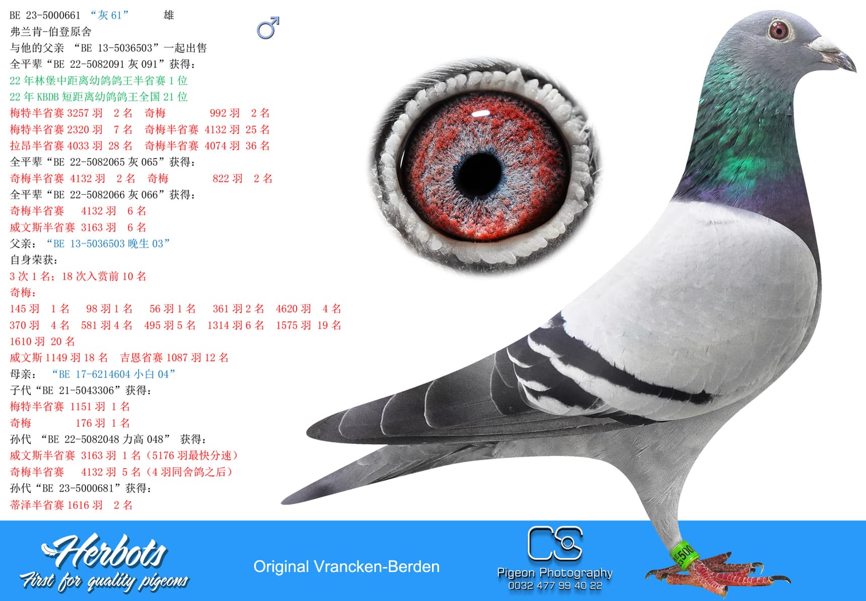 pigeon: undefined