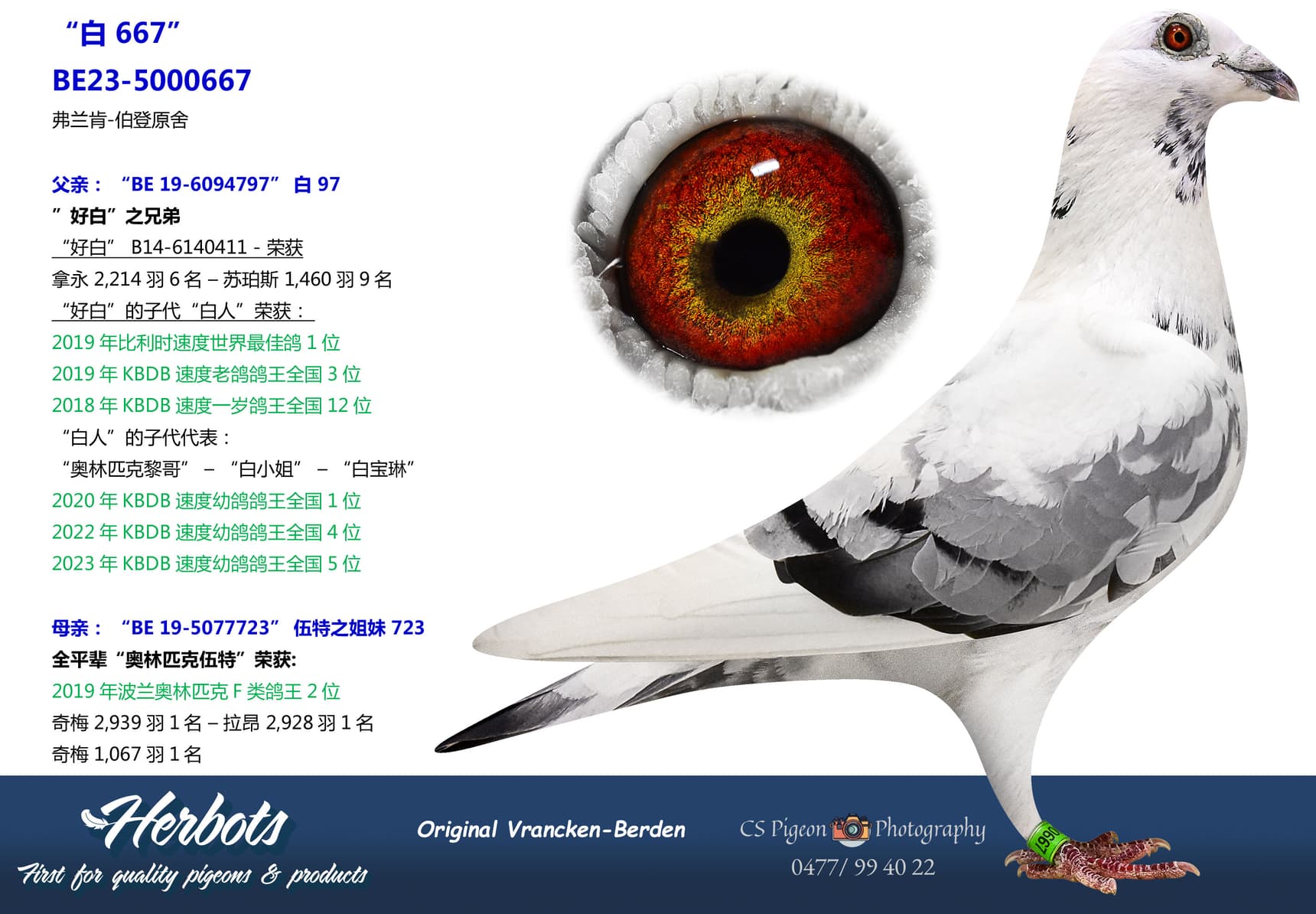 pigeon: undefined