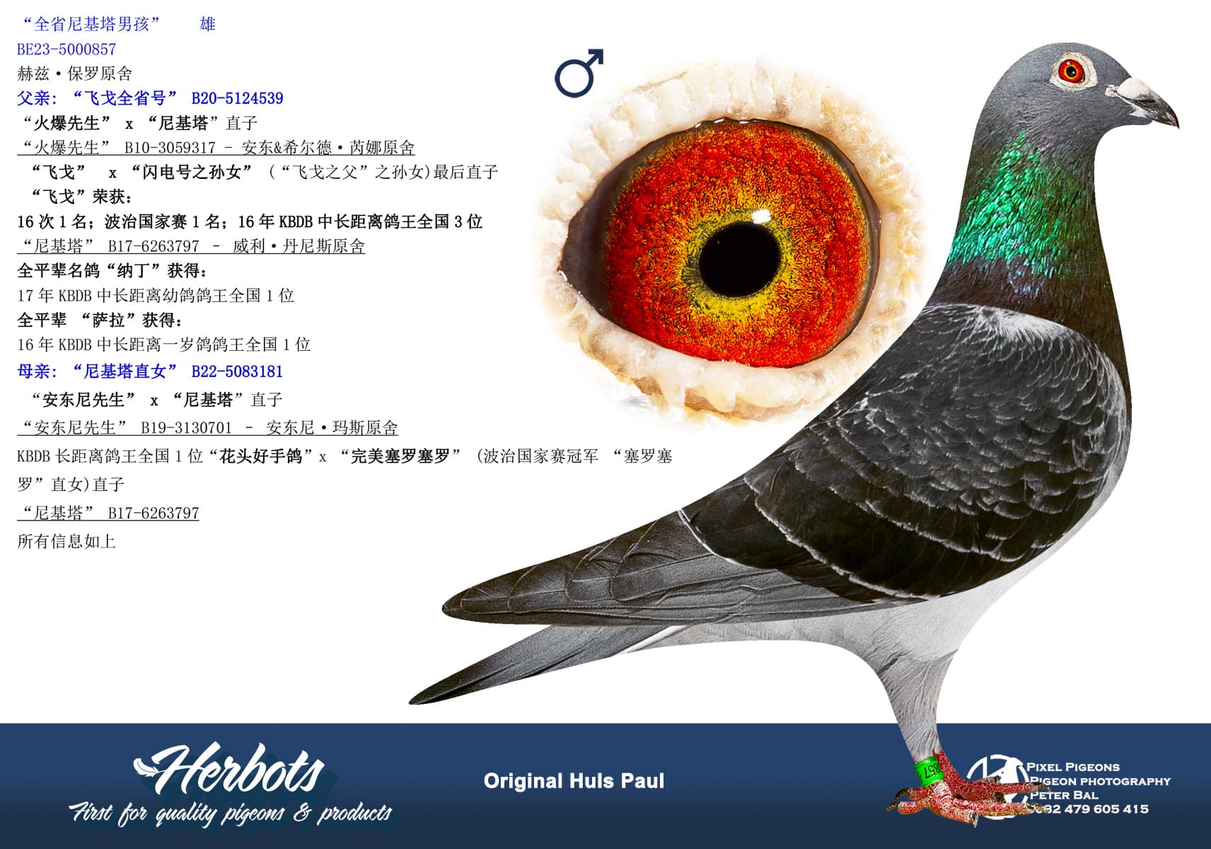 pigeon: undefined