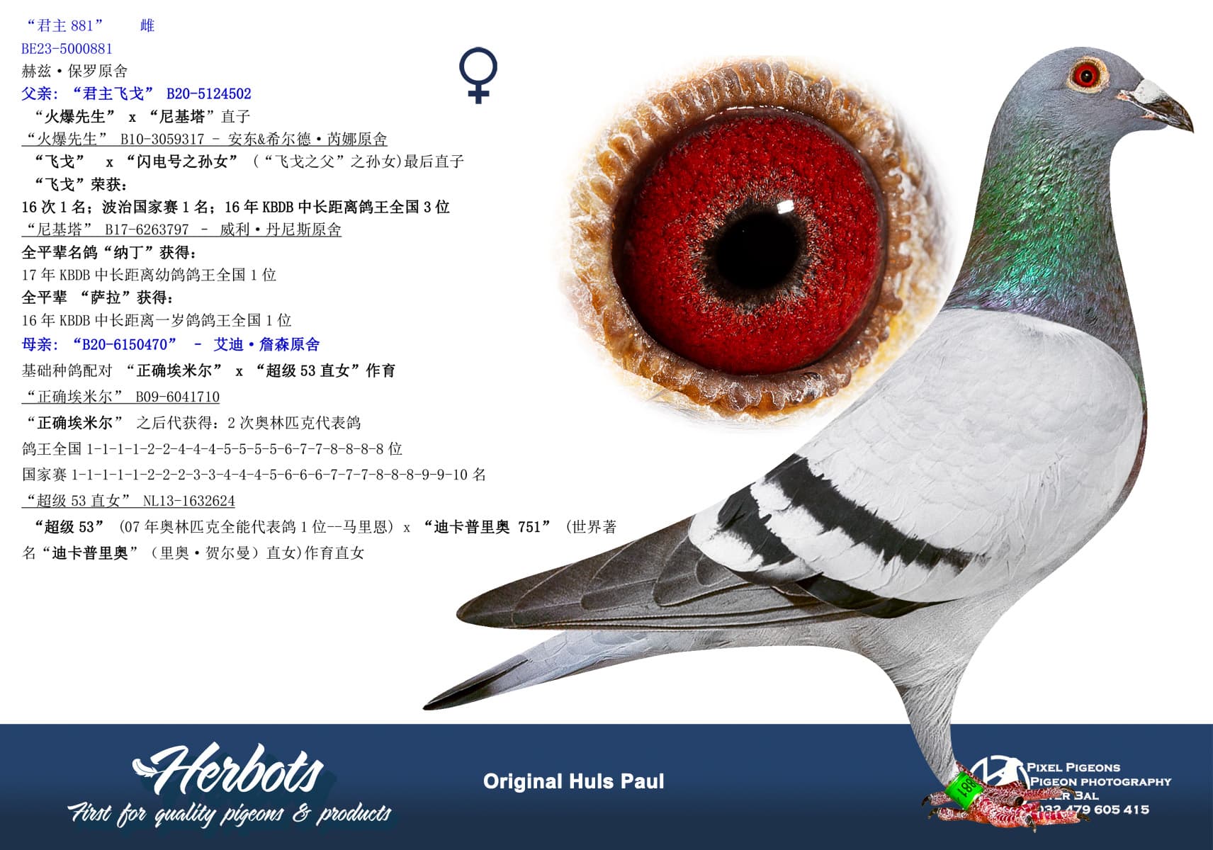 pigeon: undefined