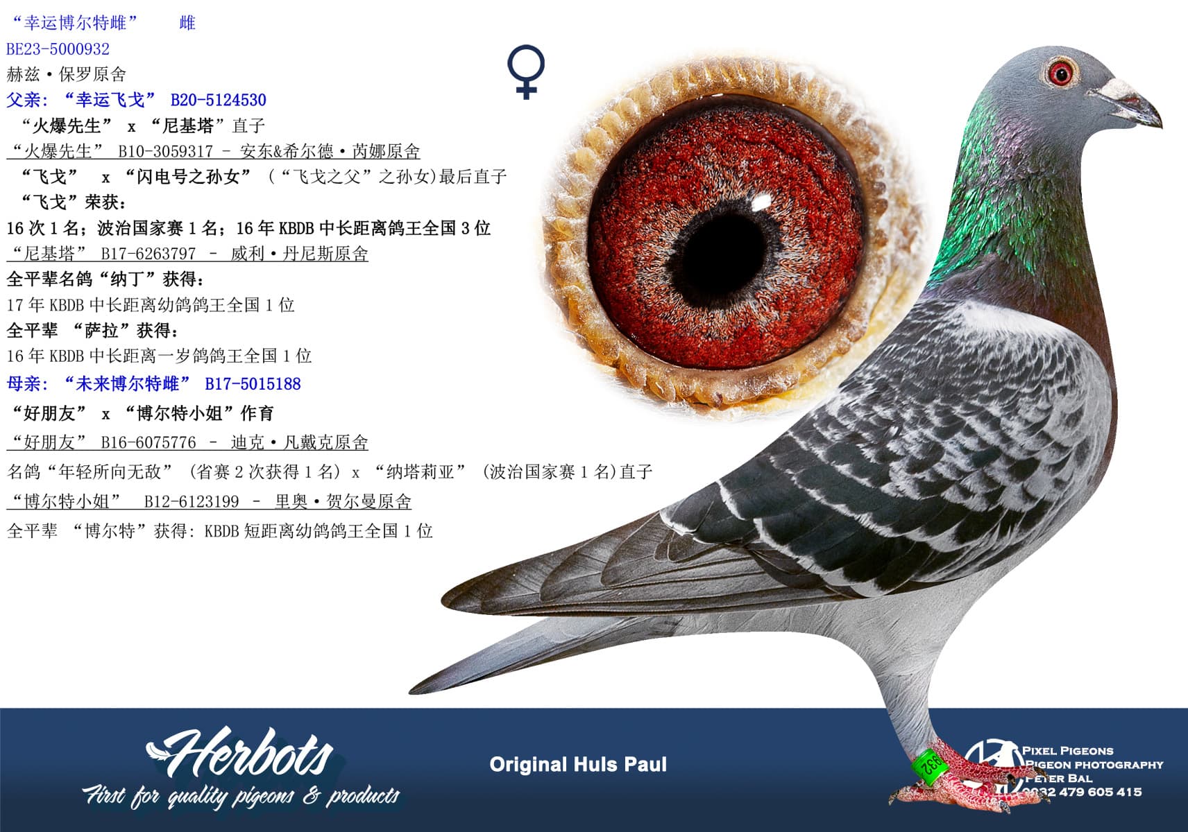 pigeon: undefined