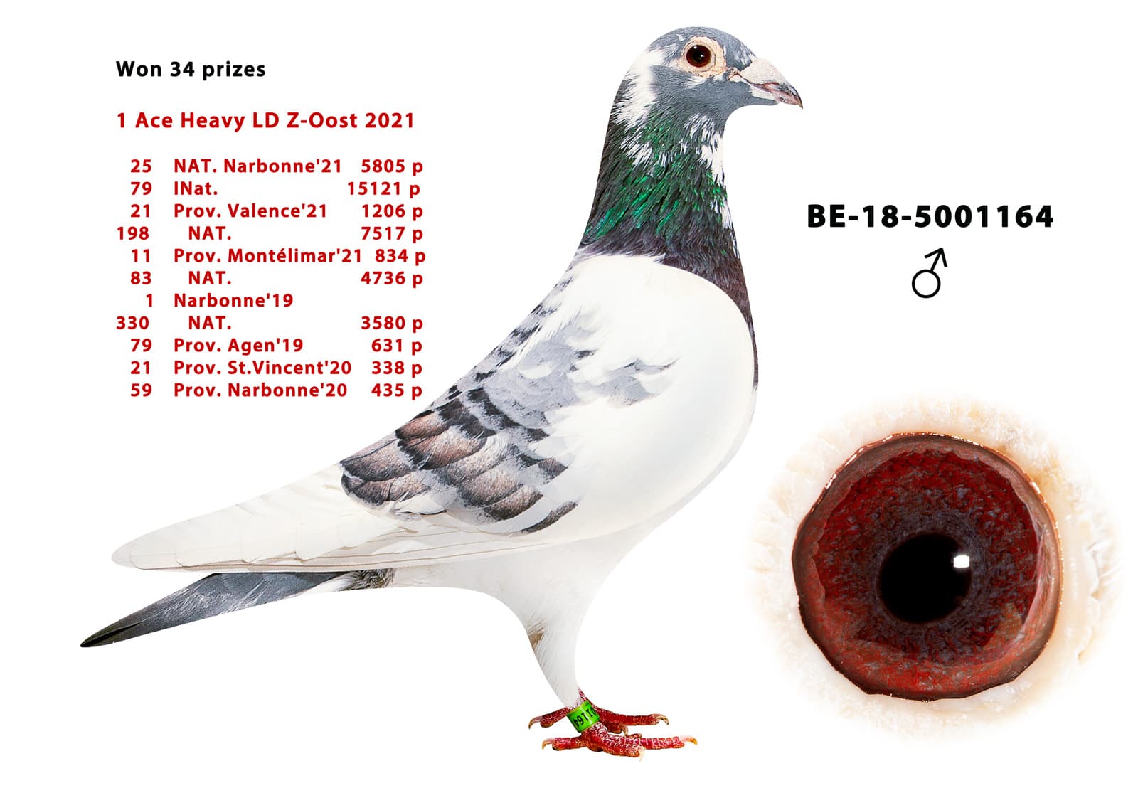 pigeon: undefined