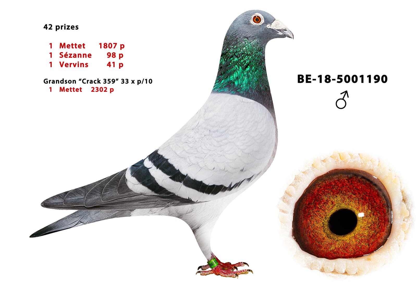 pigeon: undefined