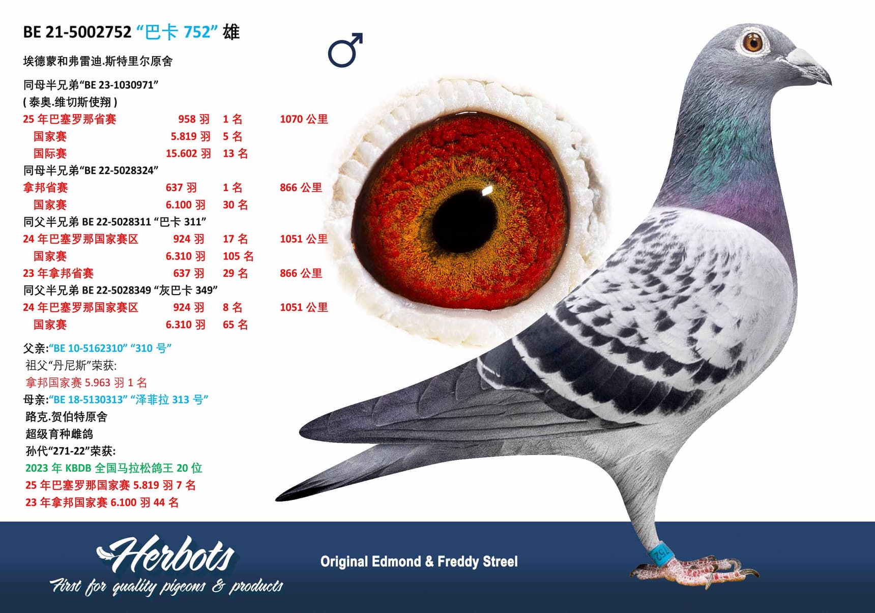 pigeon: undefined