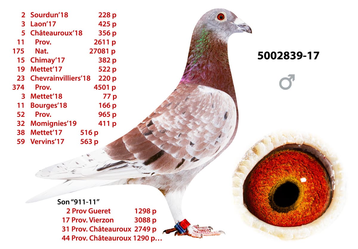 pigeon: undefined