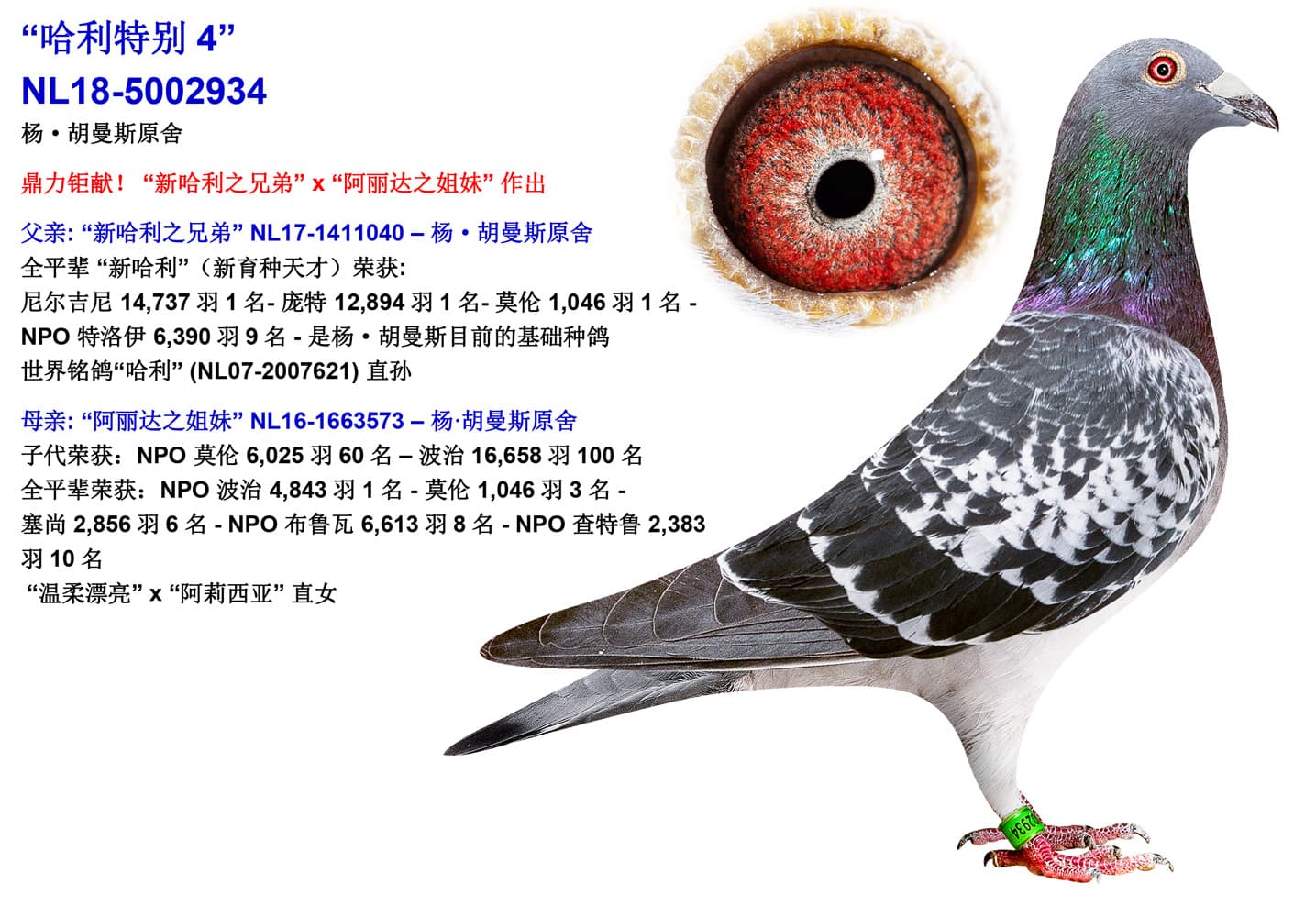 pigeon: undefined
