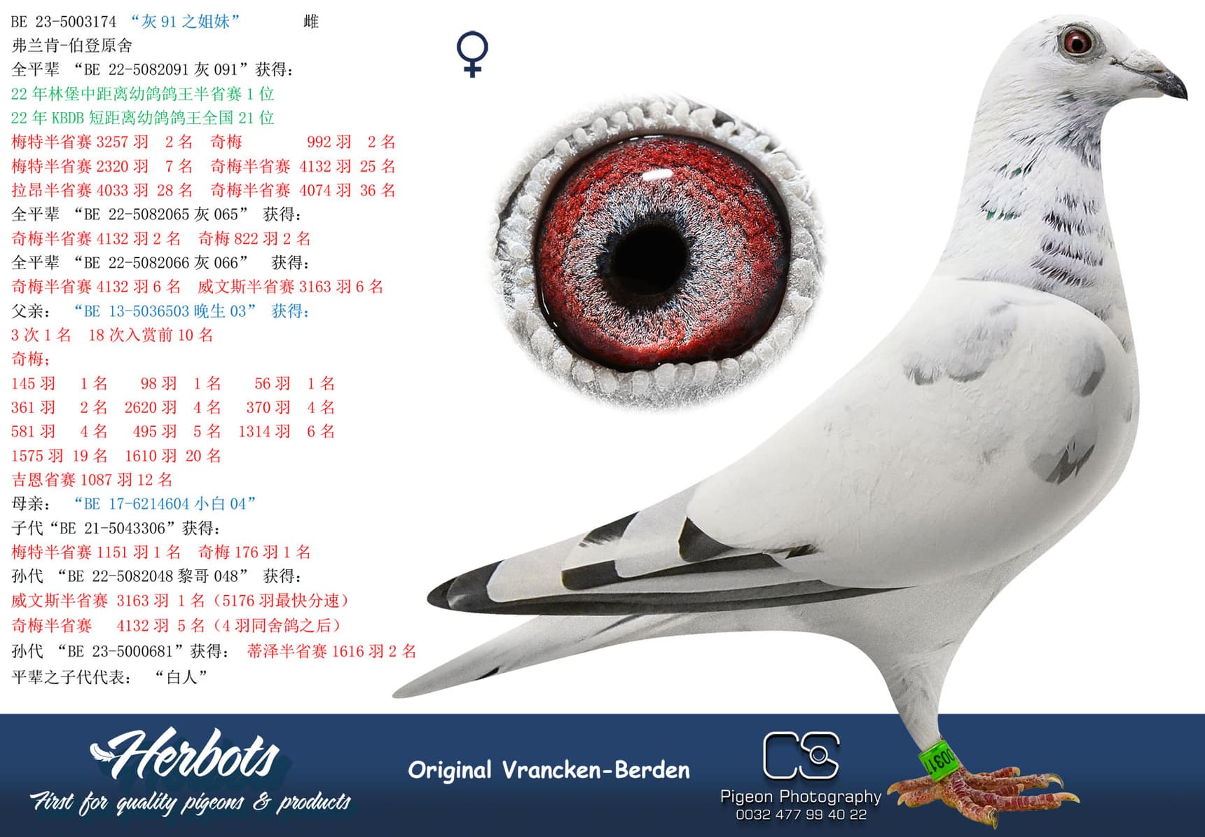 pigeon: undefined