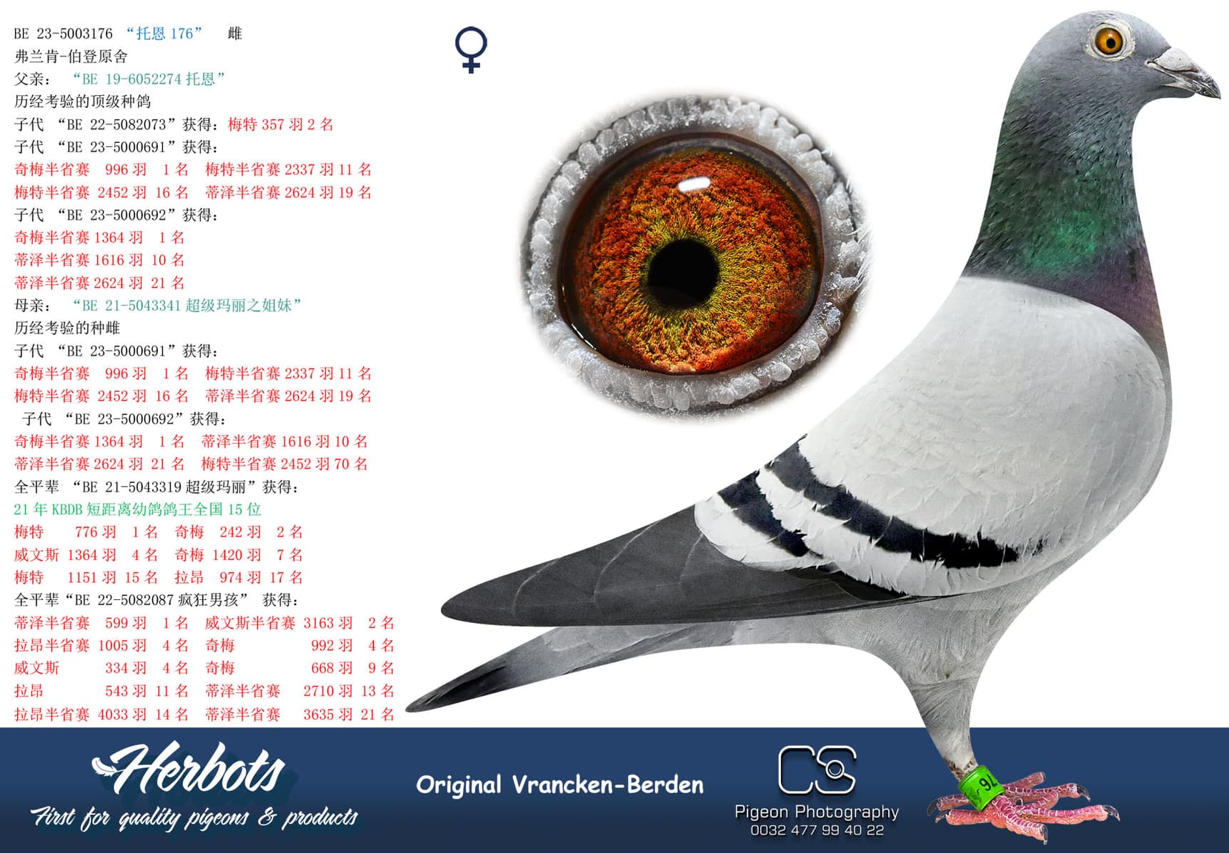 pigeon: undefined