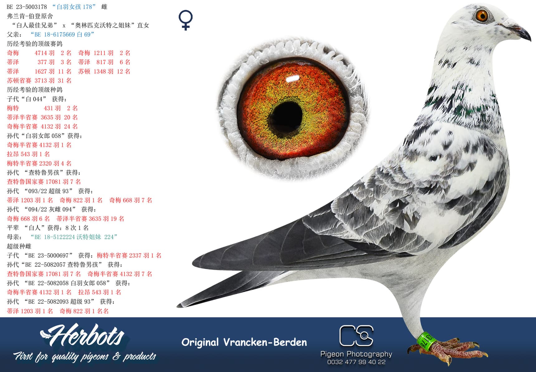 pigeon: undefined