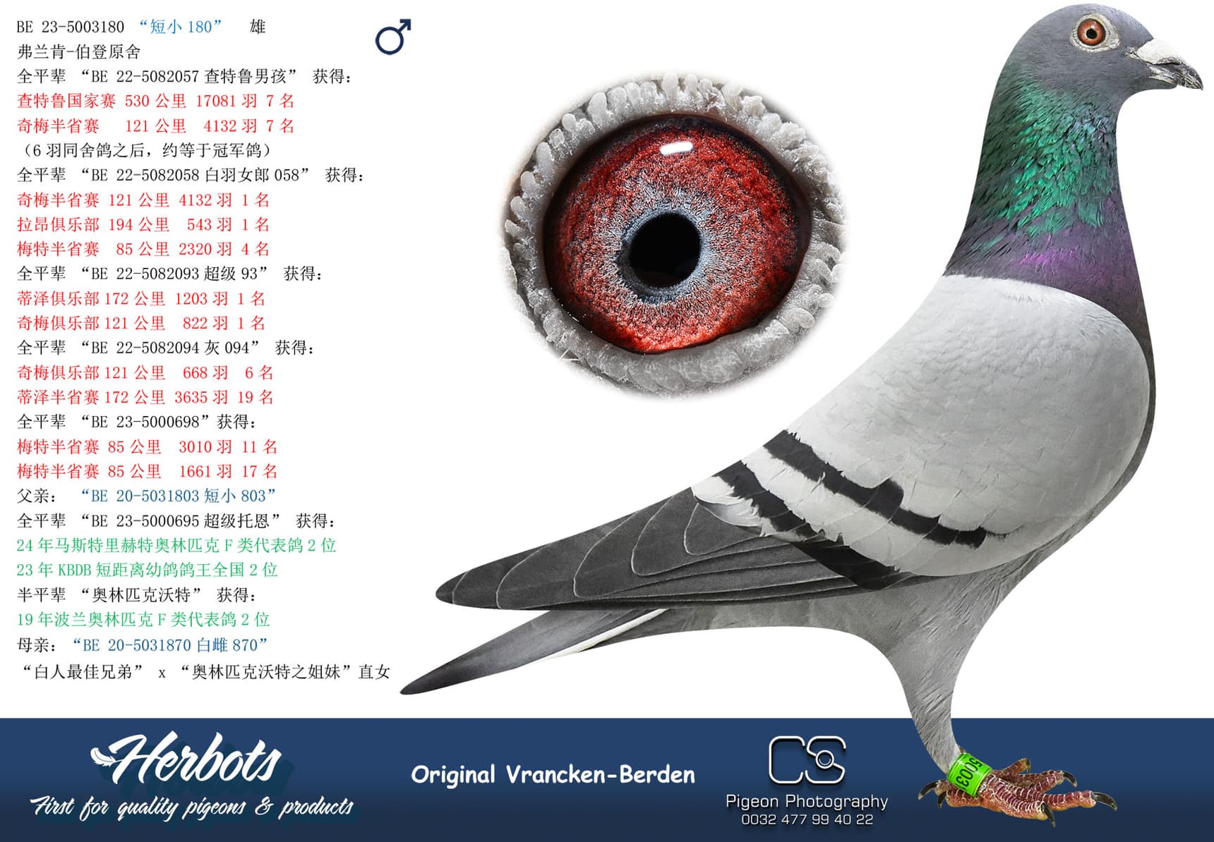 pigeon: undefined