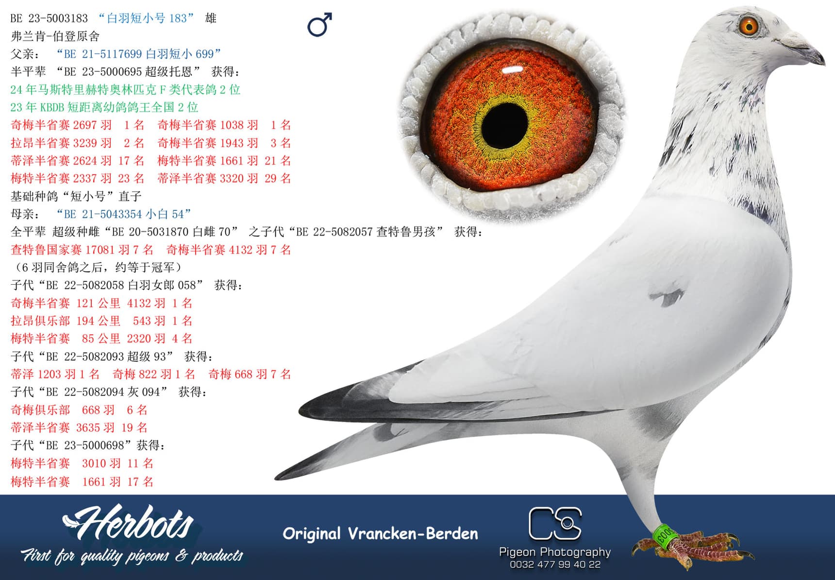 pigeon: undefined