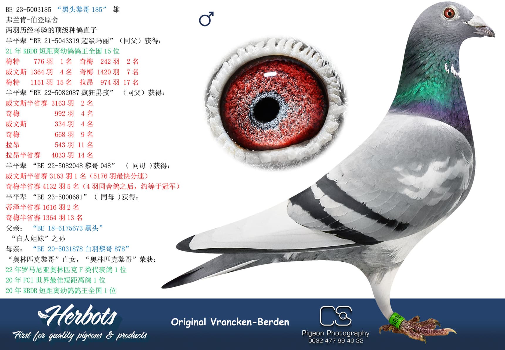 pigeon: undefined