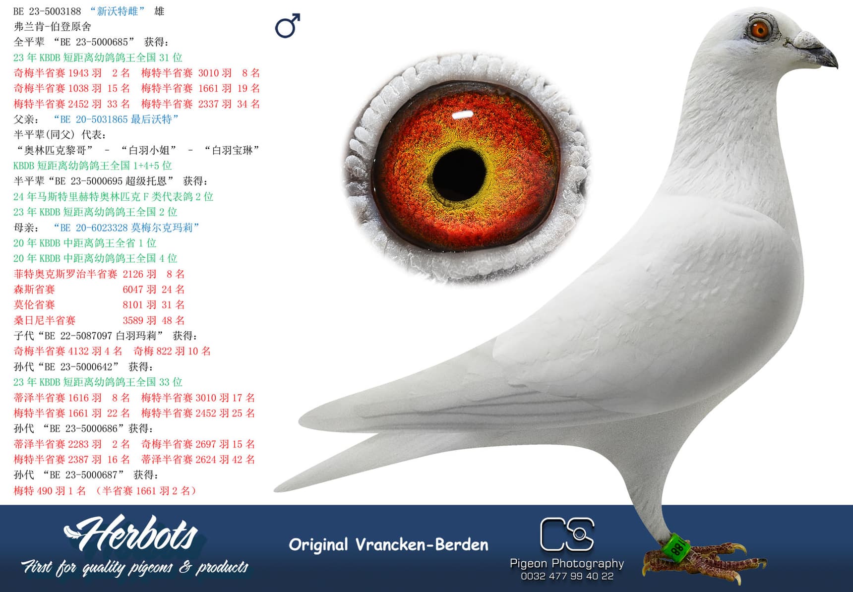 pigeon: undefined