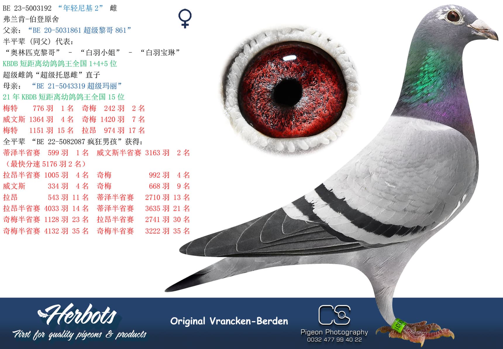 pigeon: undefined