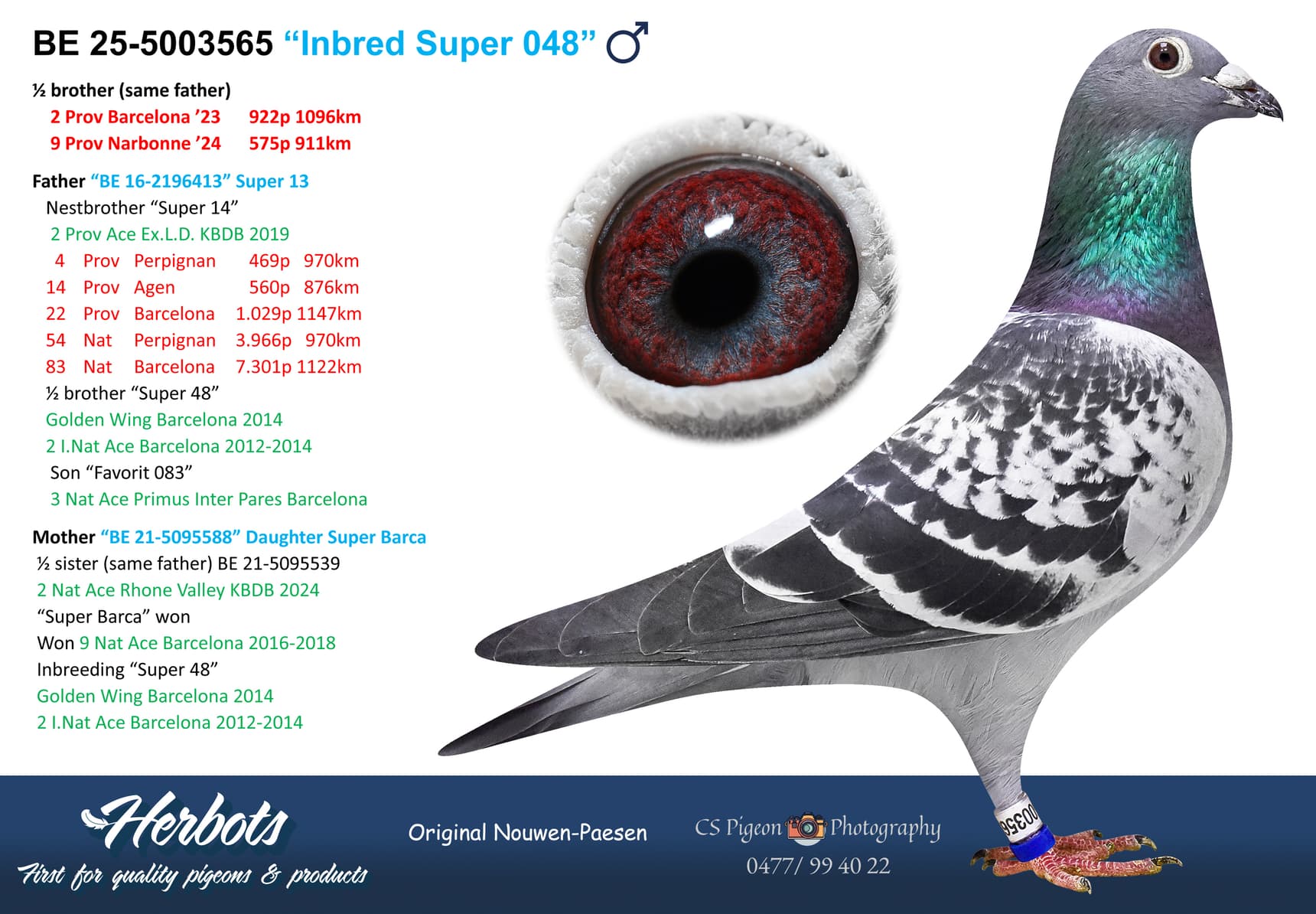 pigeon: undefined