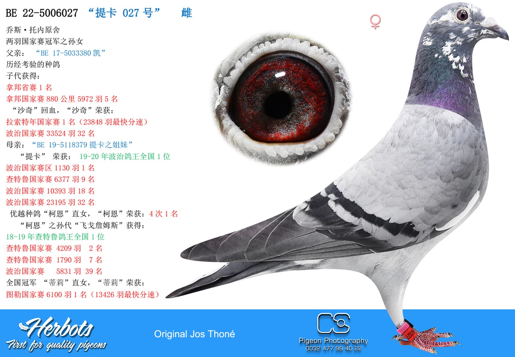pigeon: undefined