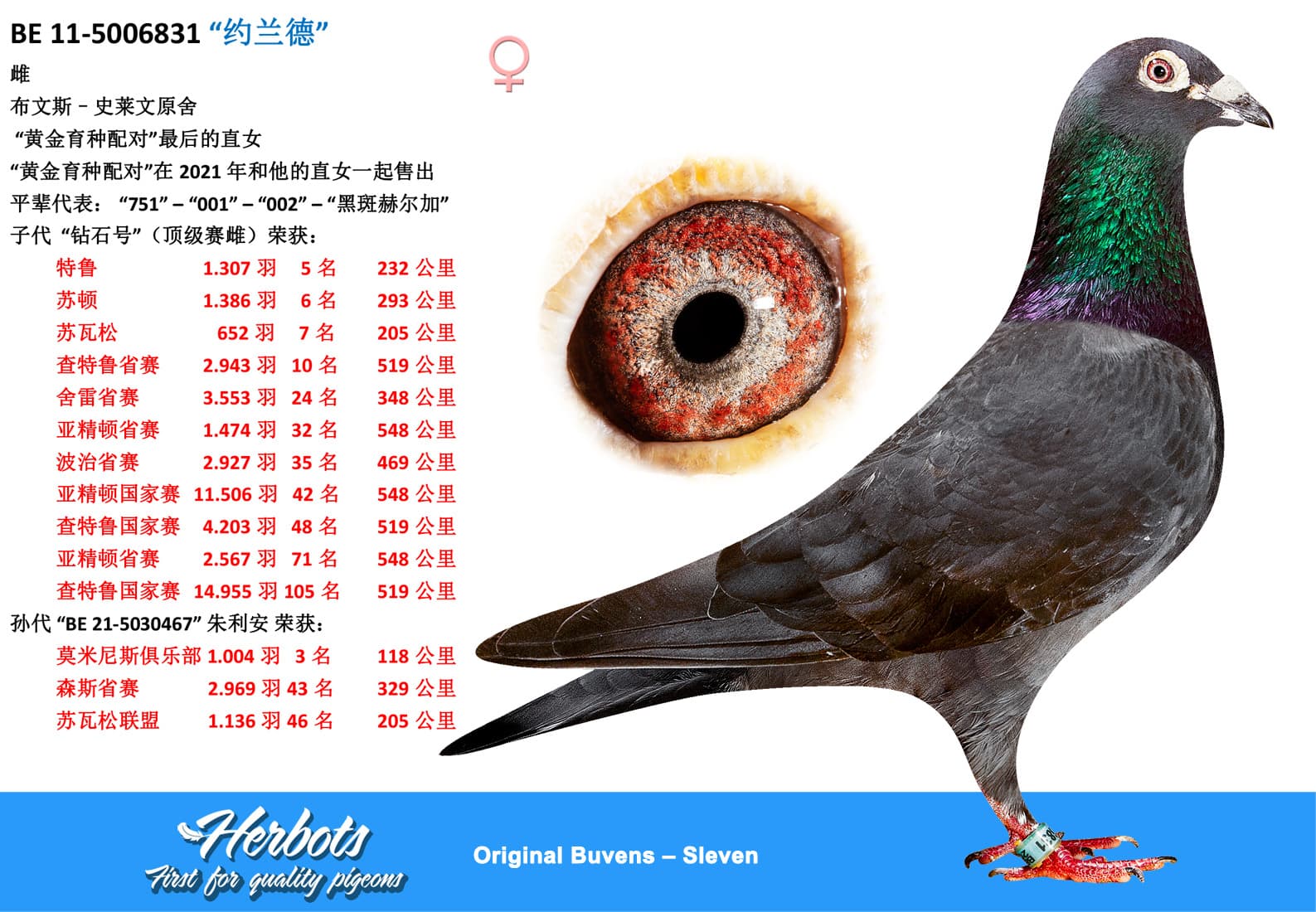 pigeon: undefined