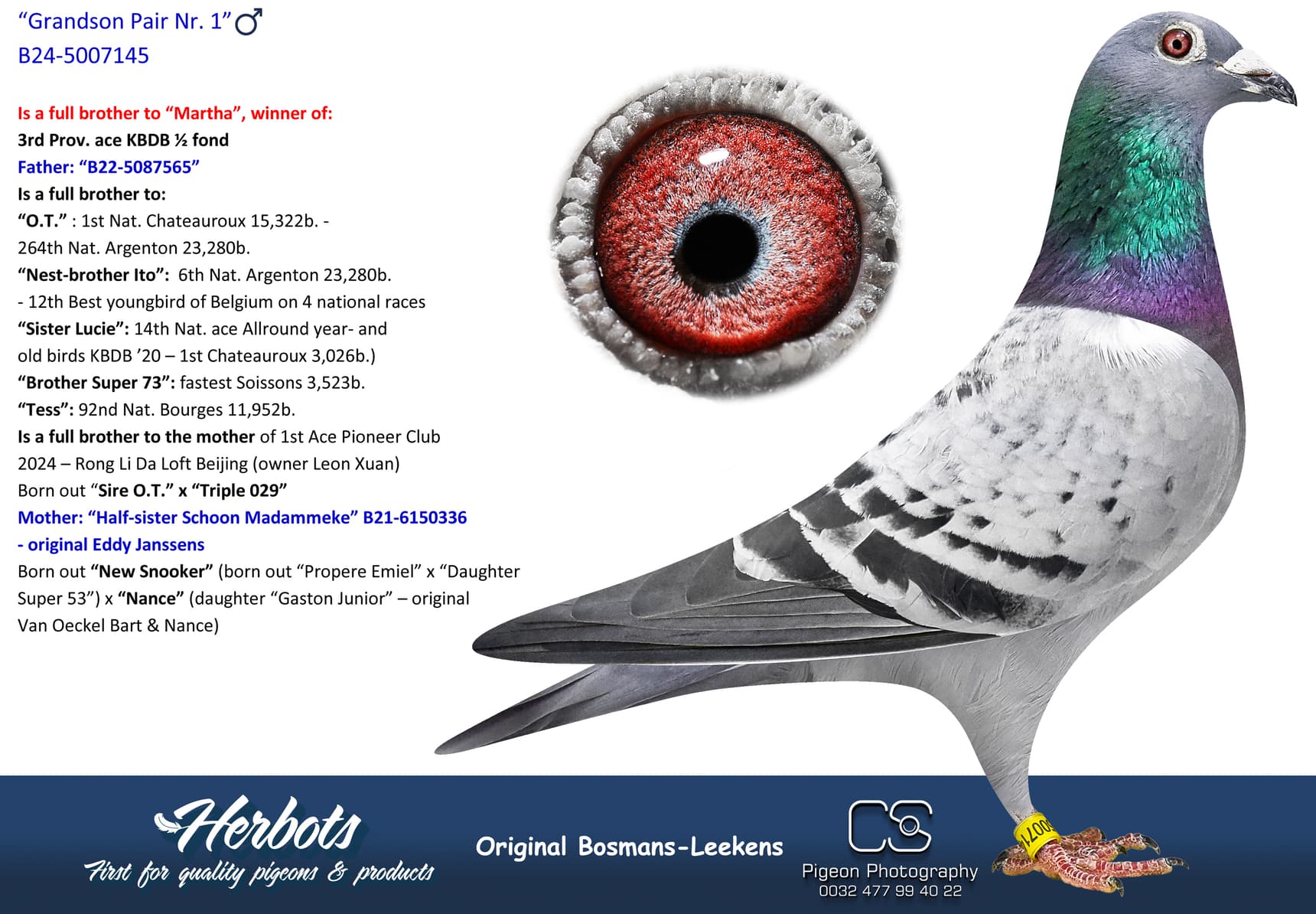 pigeon: undefined