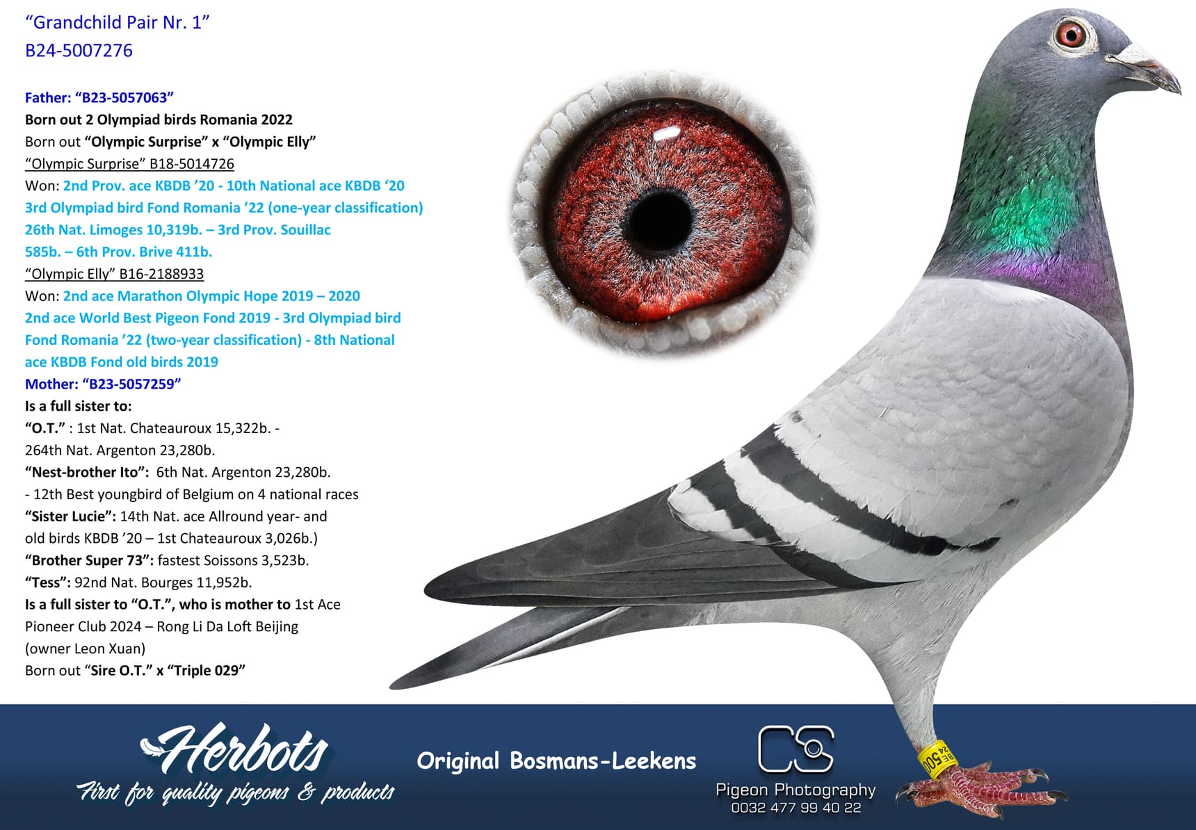 pigeon: undefined