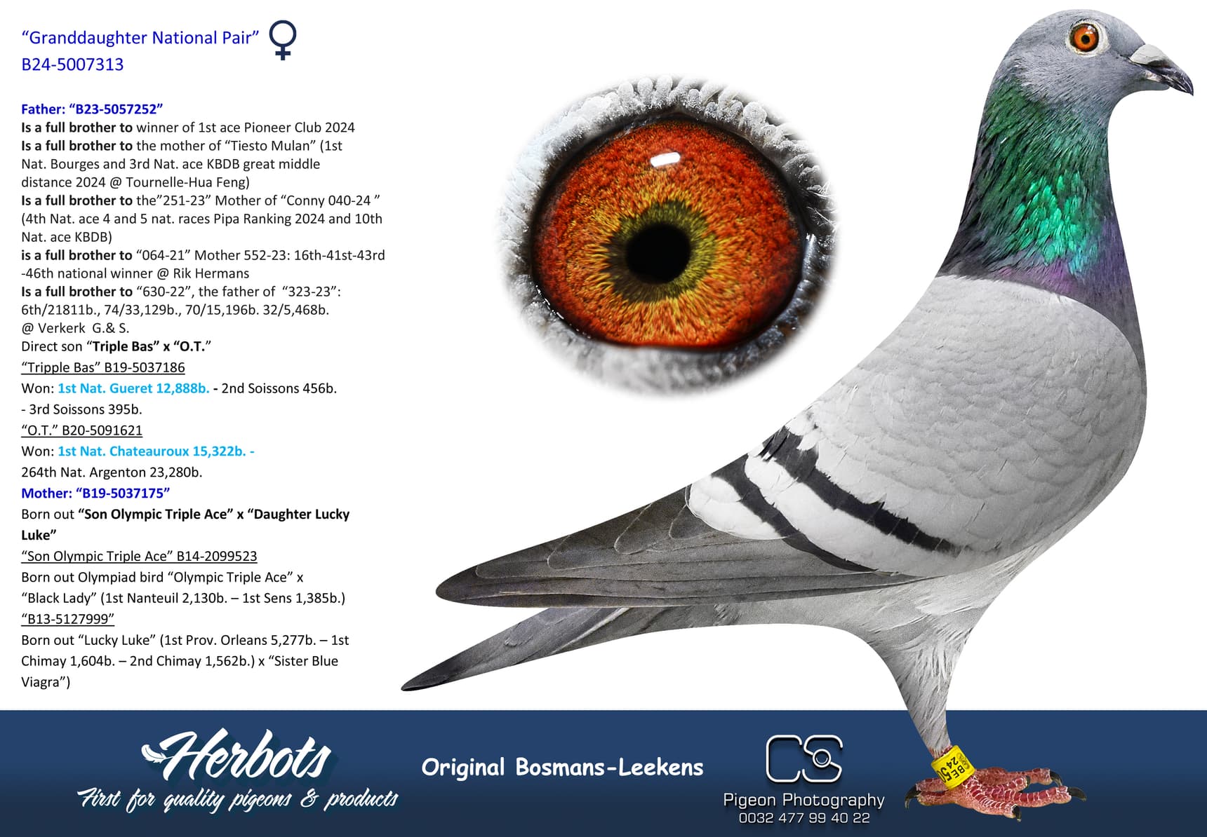 pigeon: undefined