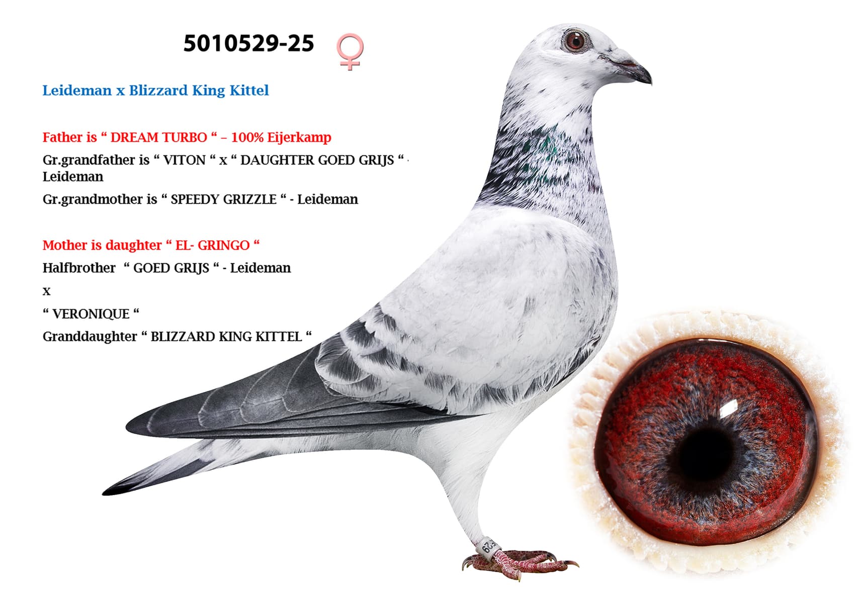 Leideman x Blizzard King Kittel