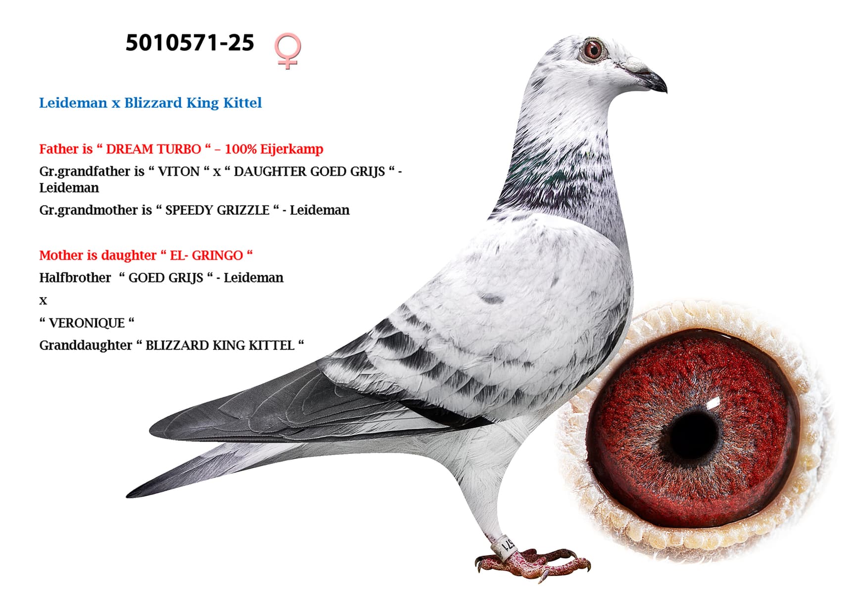 Leideman x Blizzard King Kittel