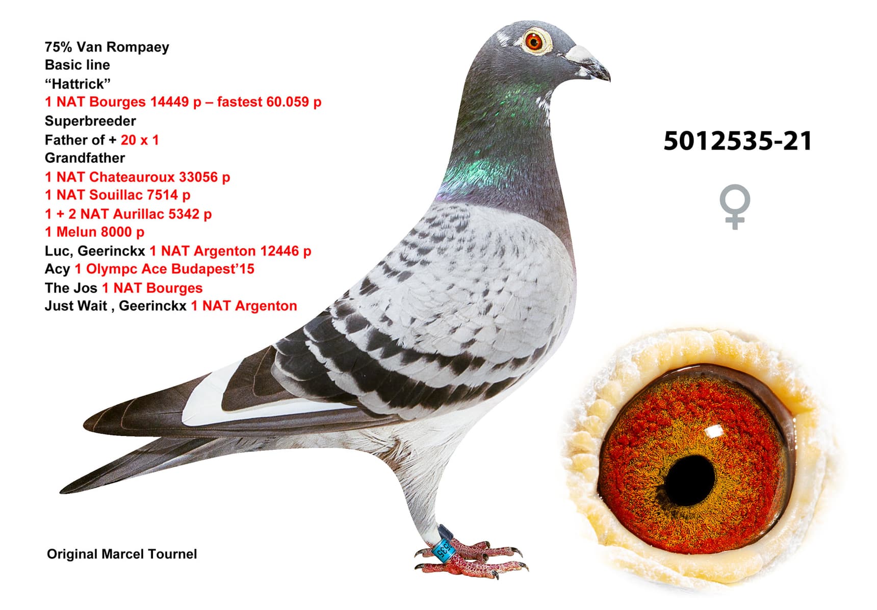 pigeon: undefined