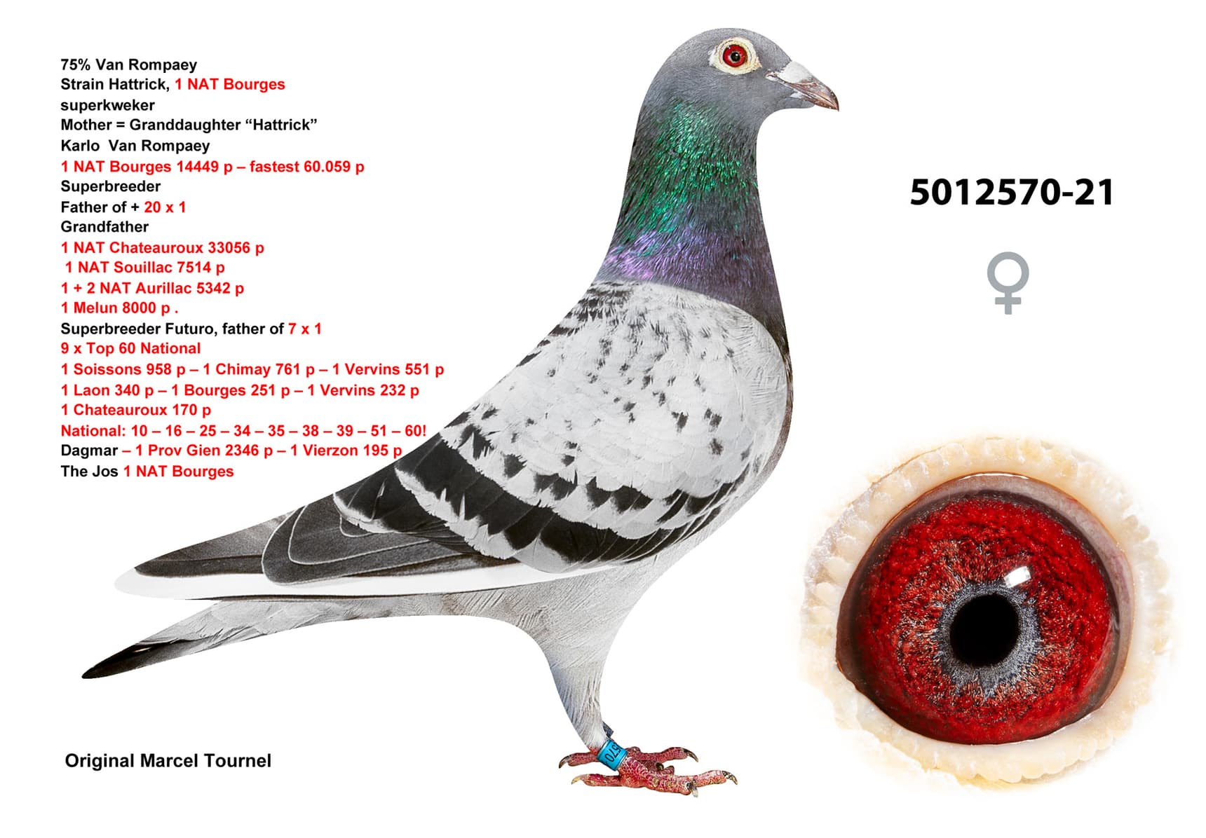 pigeon: undefined