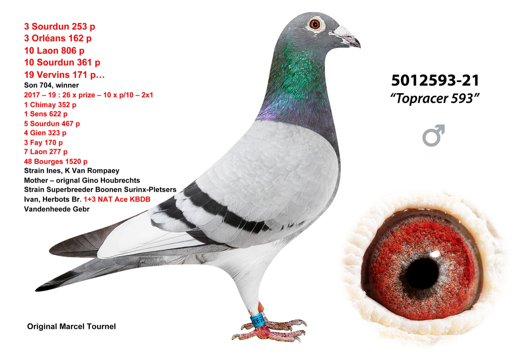 pigeon: undefined