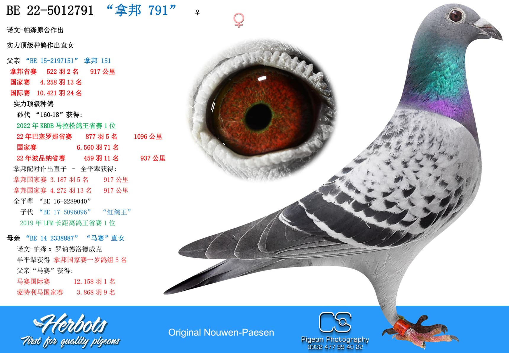 pigeon: undefined