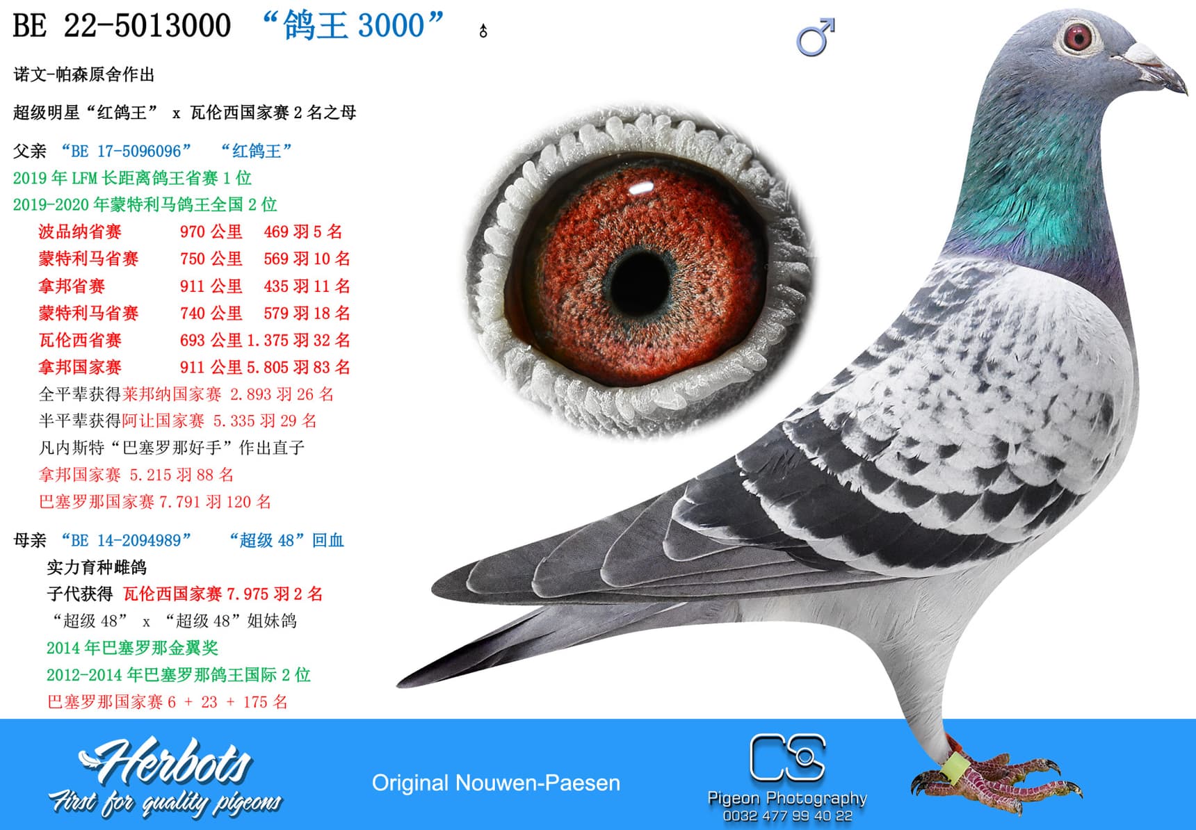 pigeon: undefined