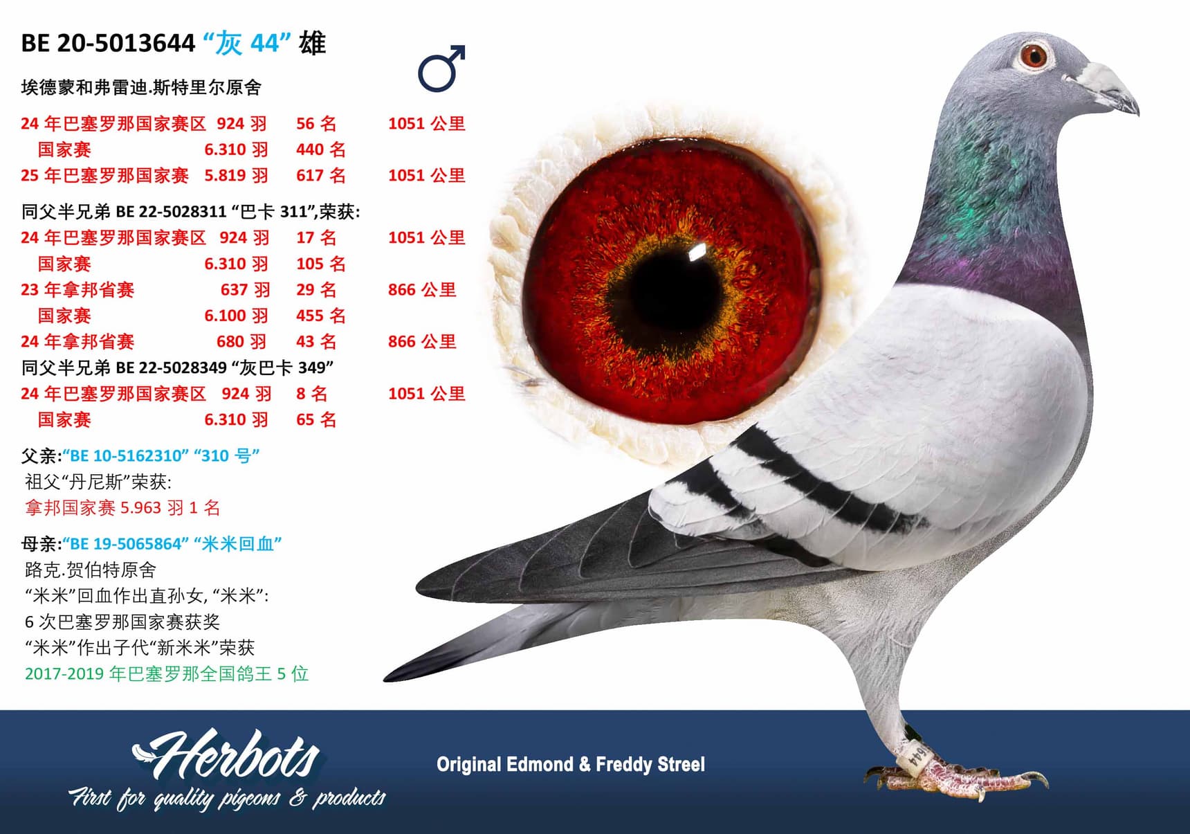 pigeon: undefined