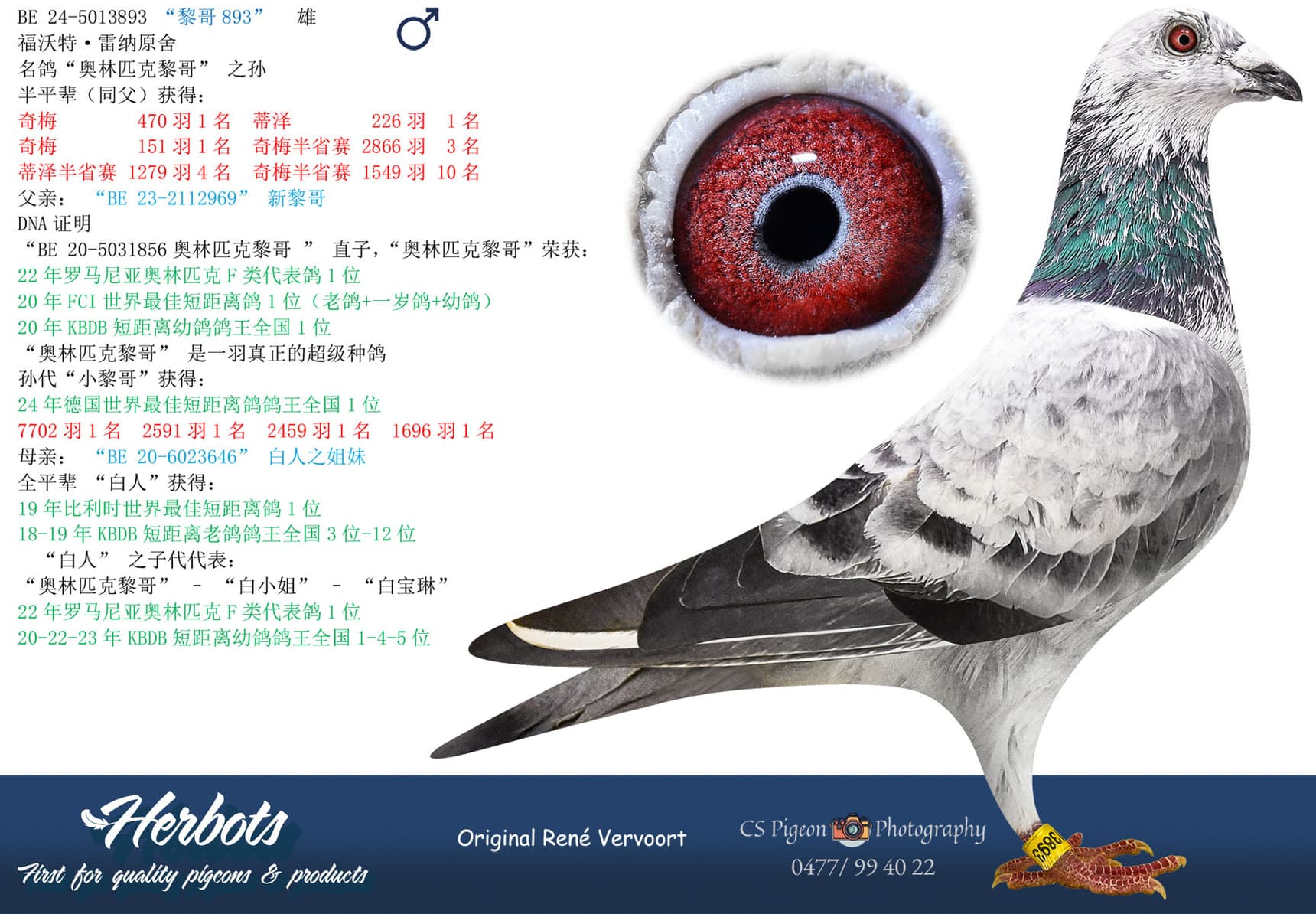 pigeon: undefined